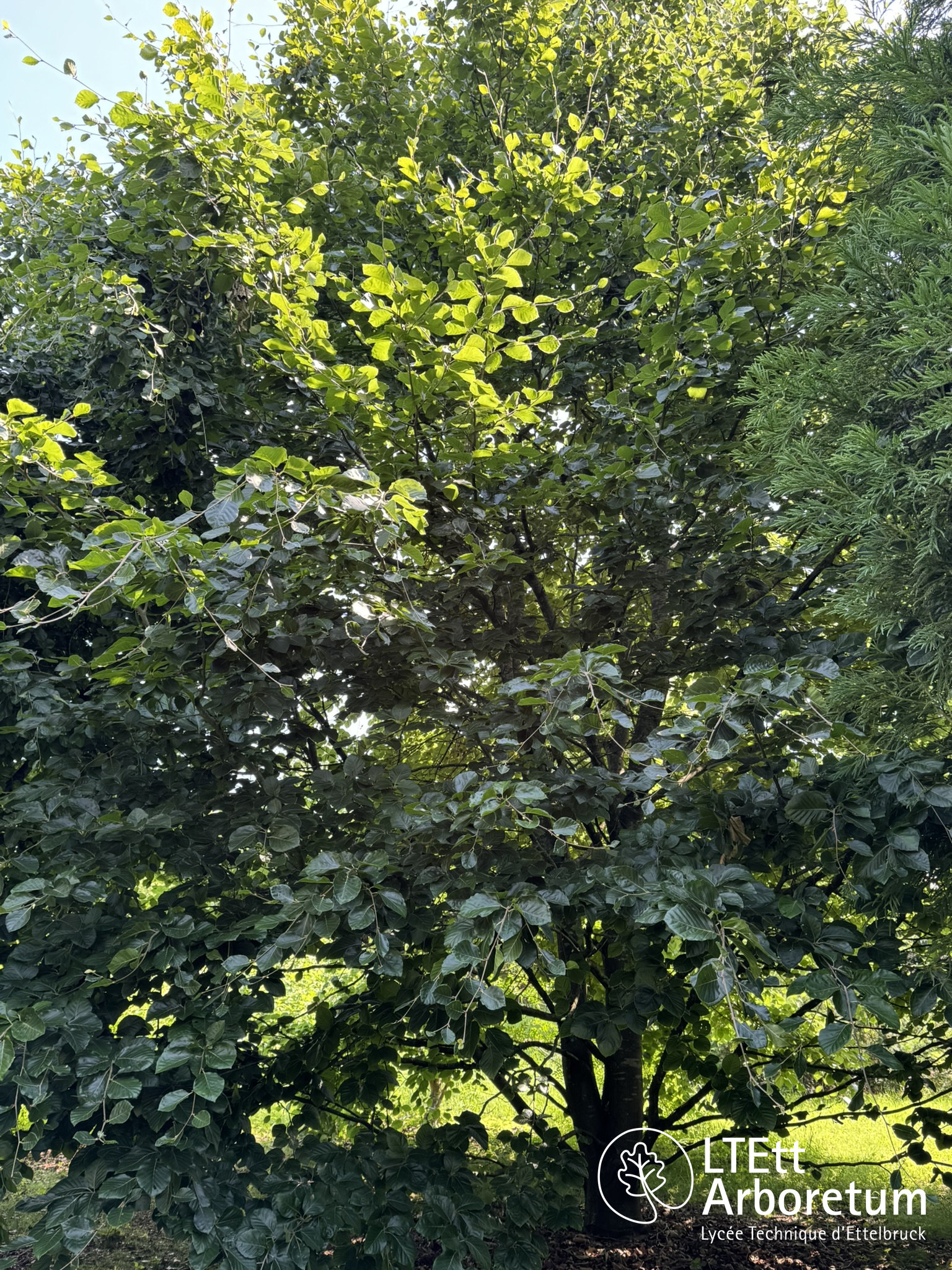 Fagus orientalis PRINCE GEORGE OF CRETE 250618 (2)_watermarked