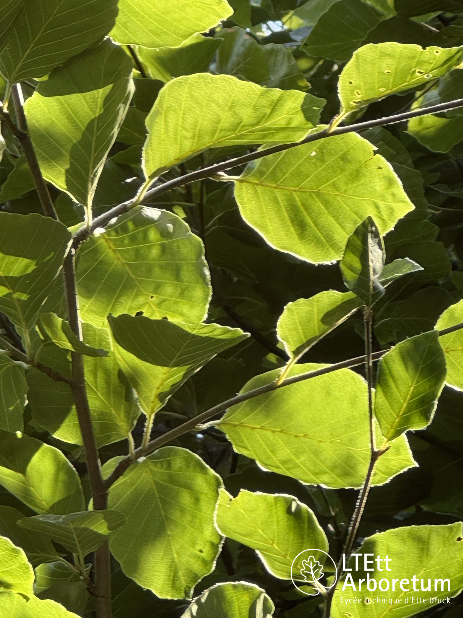 Fagus orientalis PRINCE GEORGE OF CRETE 250618 (3)_watermarked