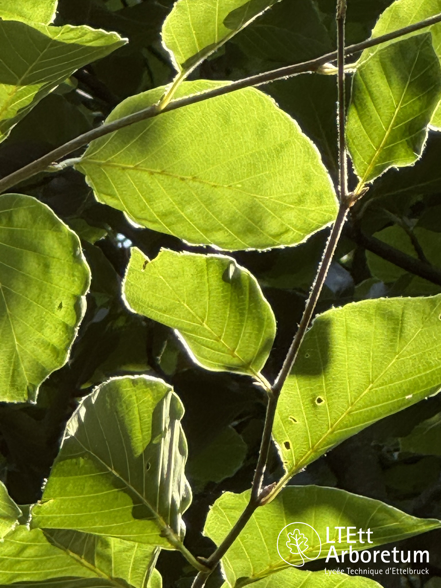 Fagus orientalis PRINCE GEORGE OF CRETE 250618 (4)_watermarked