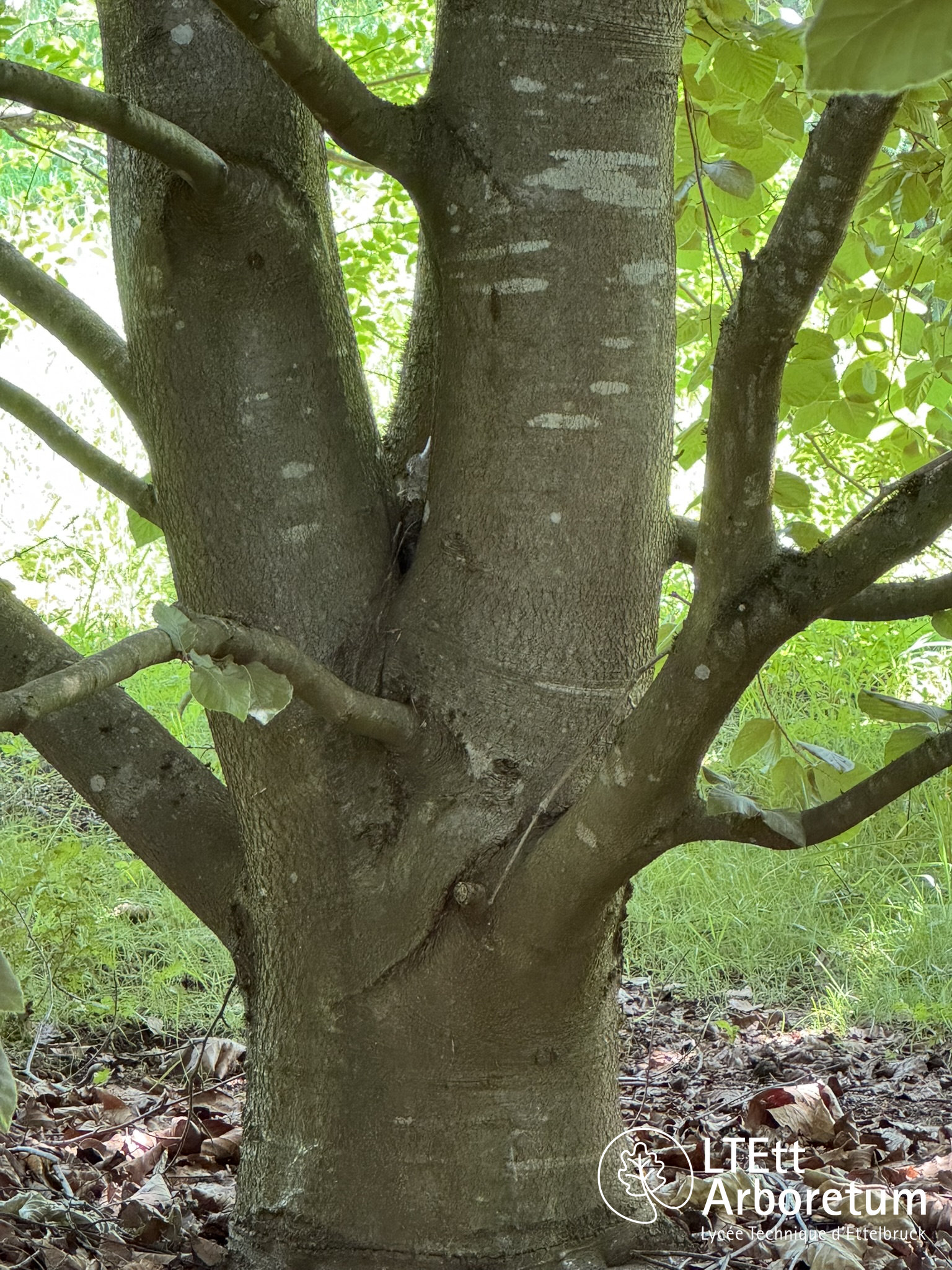 Fagus orientalis PRINCE GEORGE OF CRETE 250618 (5)_watermarked