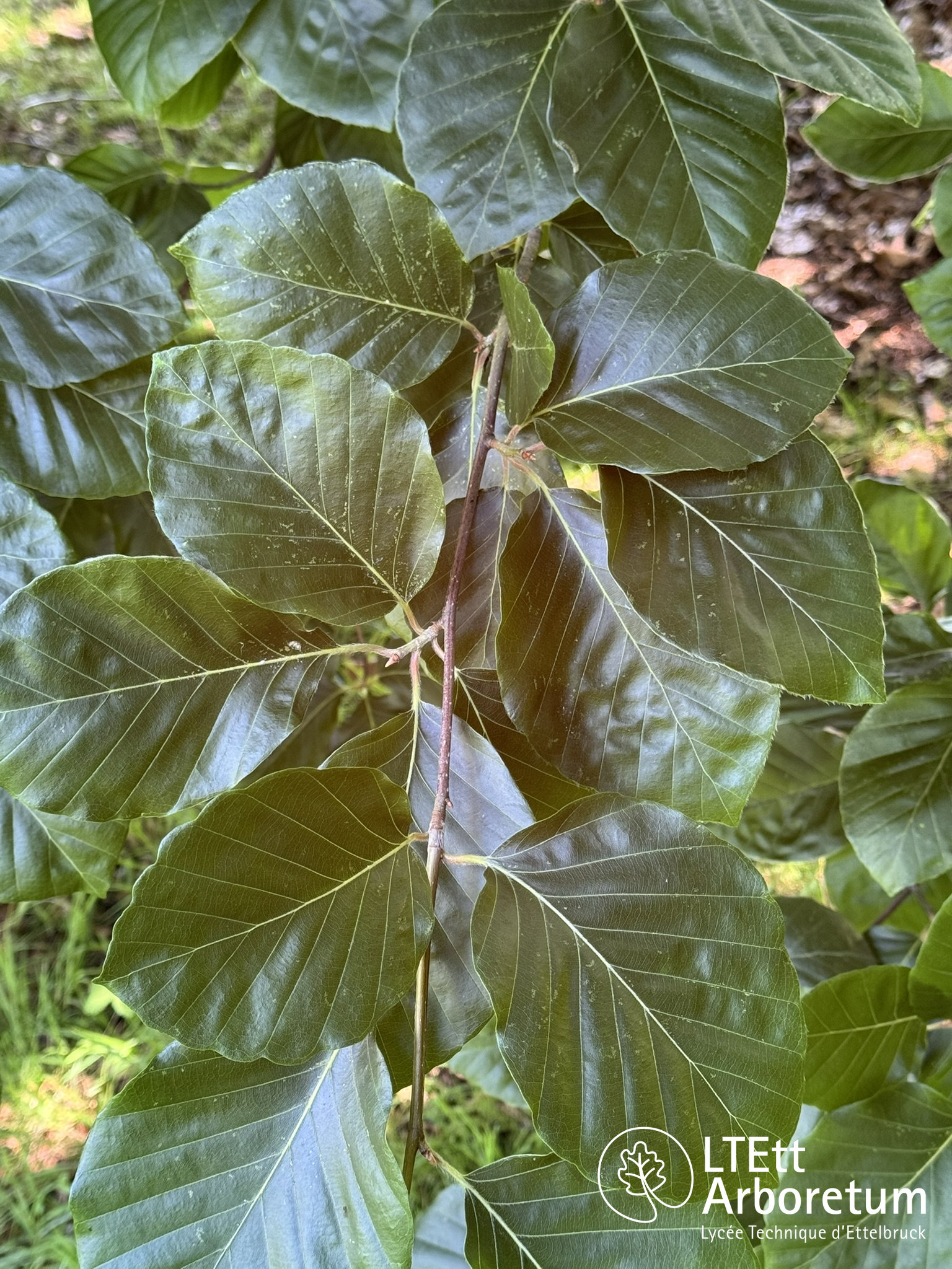 Fagus orientalis PRINCE GEORGE OF CRETE 250618 (6)_watermarked
