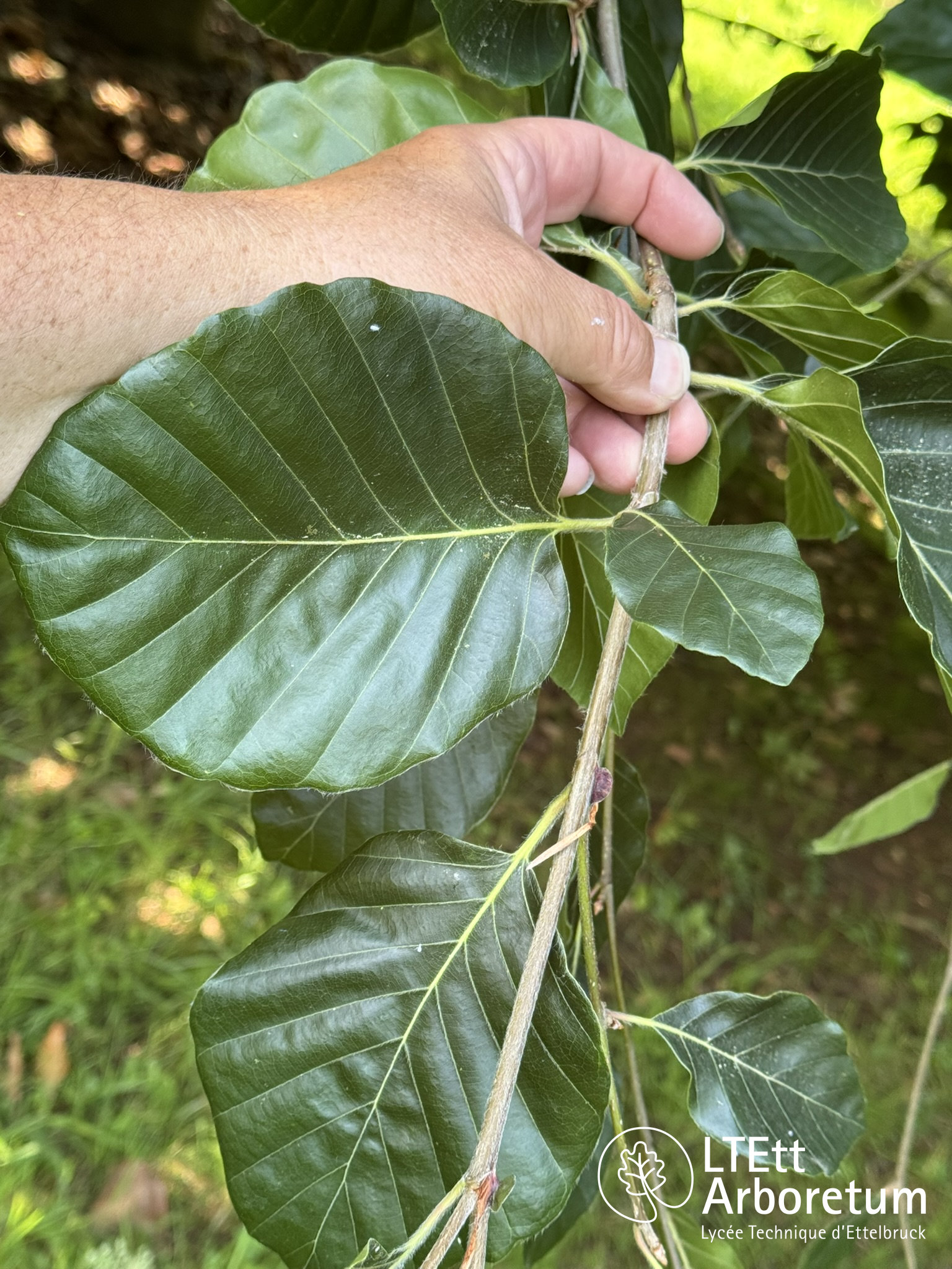Fagus orientalis PRINCE GEORGE OF CRETE 250618 (7)_watermarked