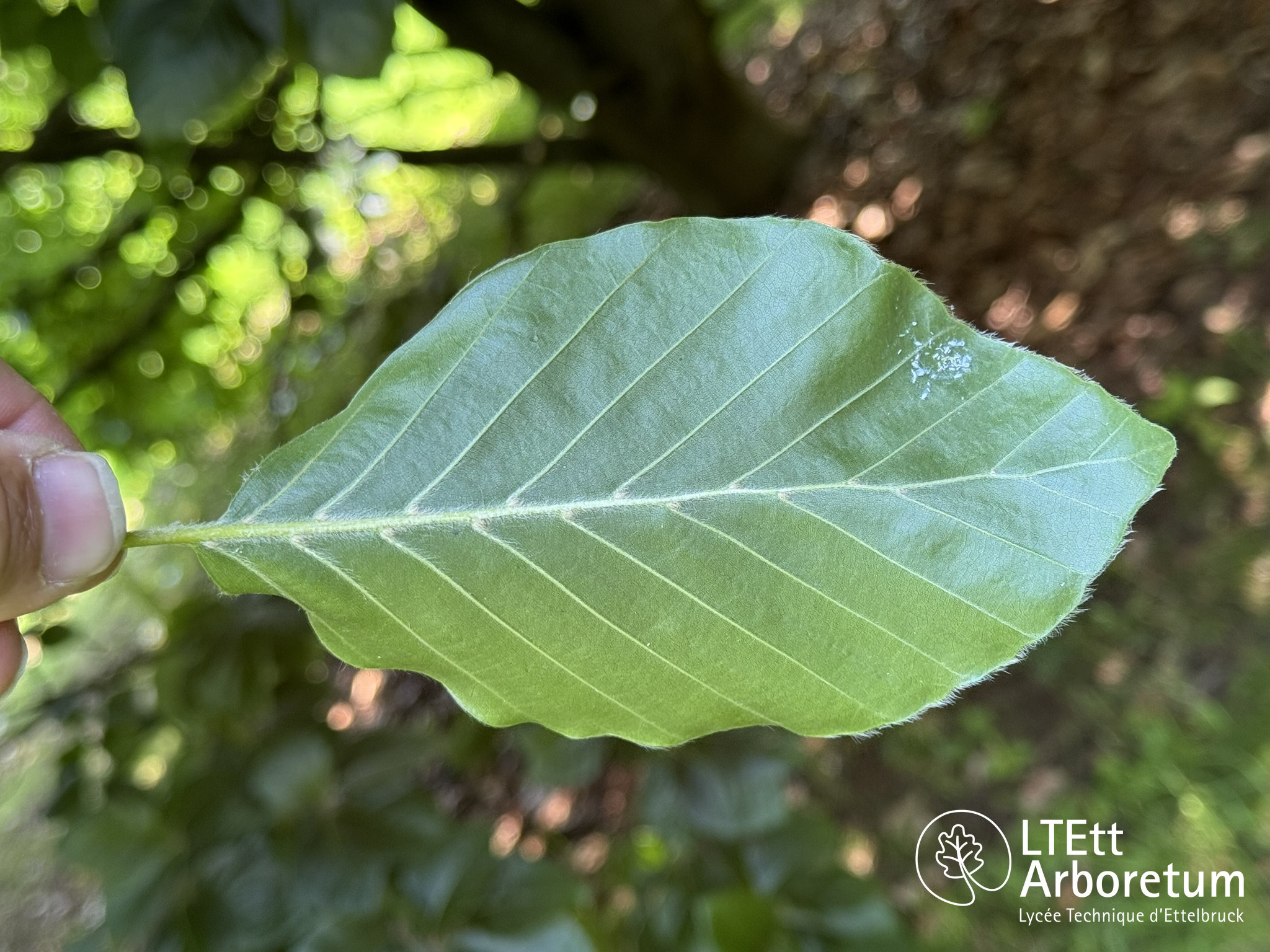 Fagus orientalis PRINCE GEORGE OF CRETE 250618 (9)_watermarked