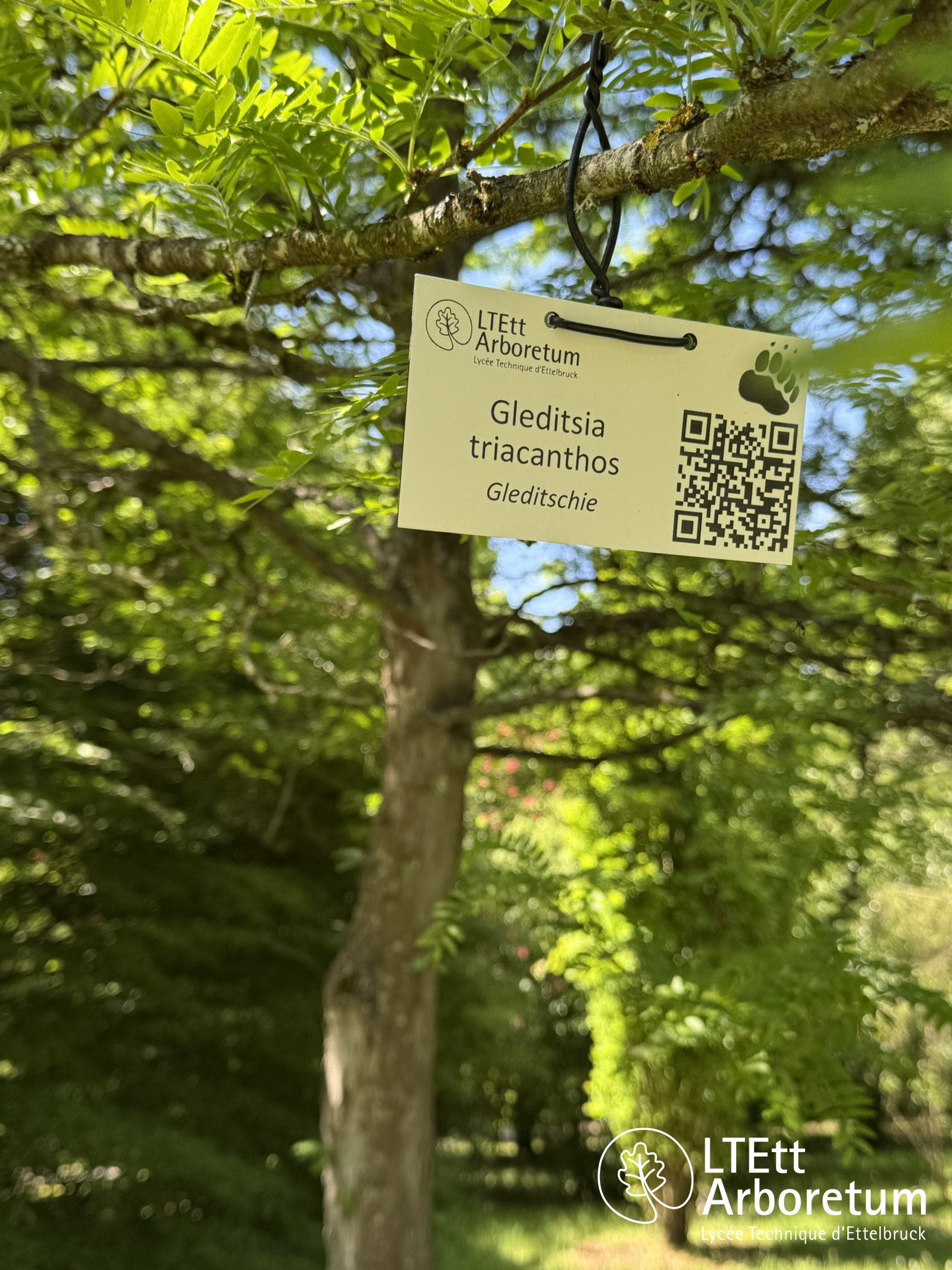 Gleditsia triacanthos 250520 (12)_watermarked