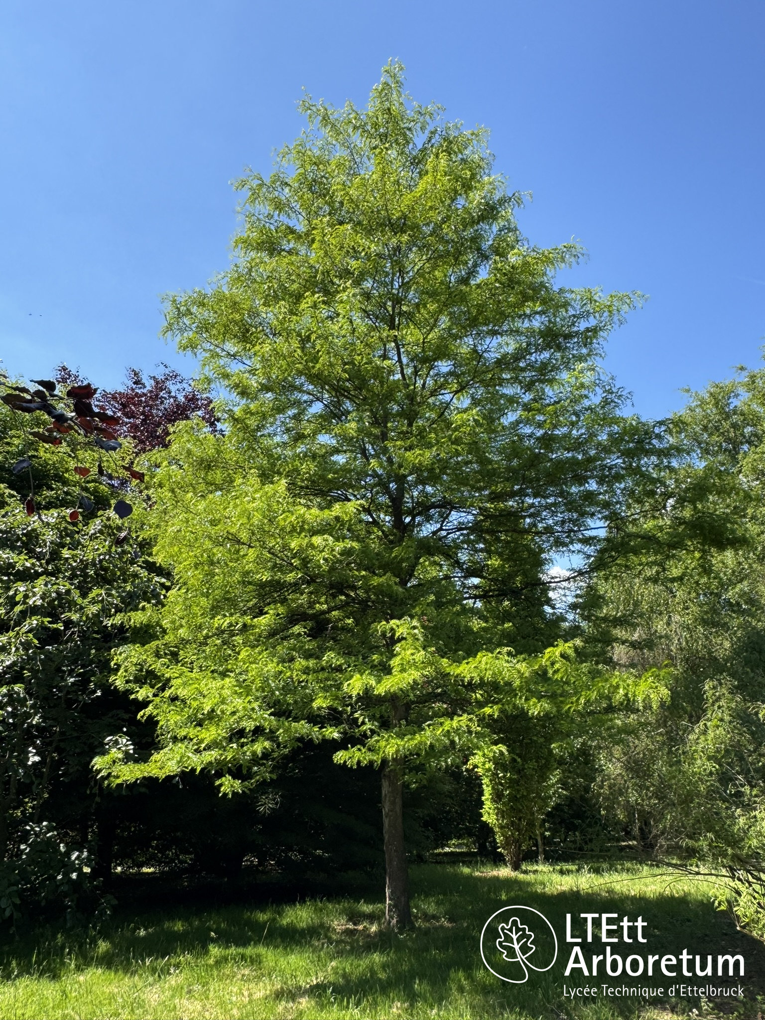 Gleditsia triacanthos 250520 (2)_watermarked