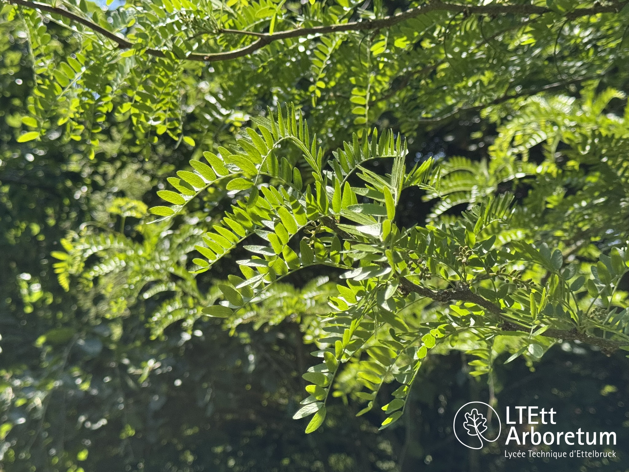 Gleditsia triacanthos 250520 (4)_watermarked