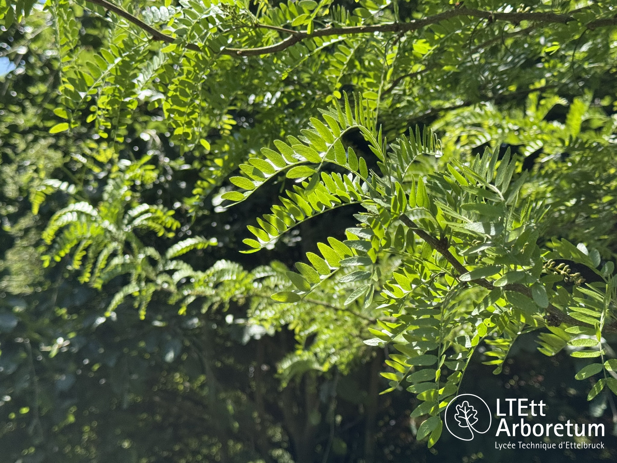 Gleditsia triacanthos 250520 (5)_watermarked