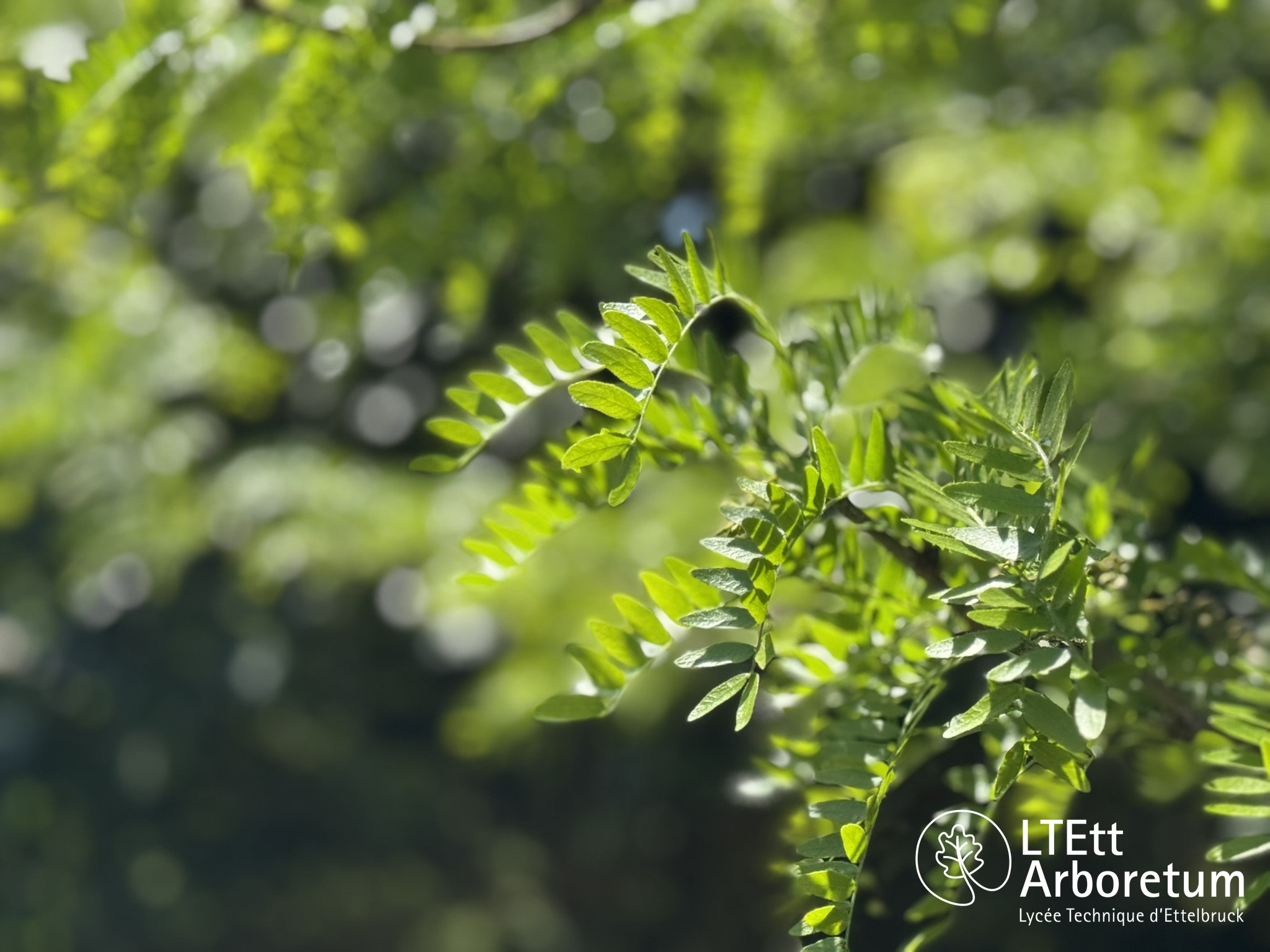 Gleditsia triacanthos 250520 (6)_watermarked