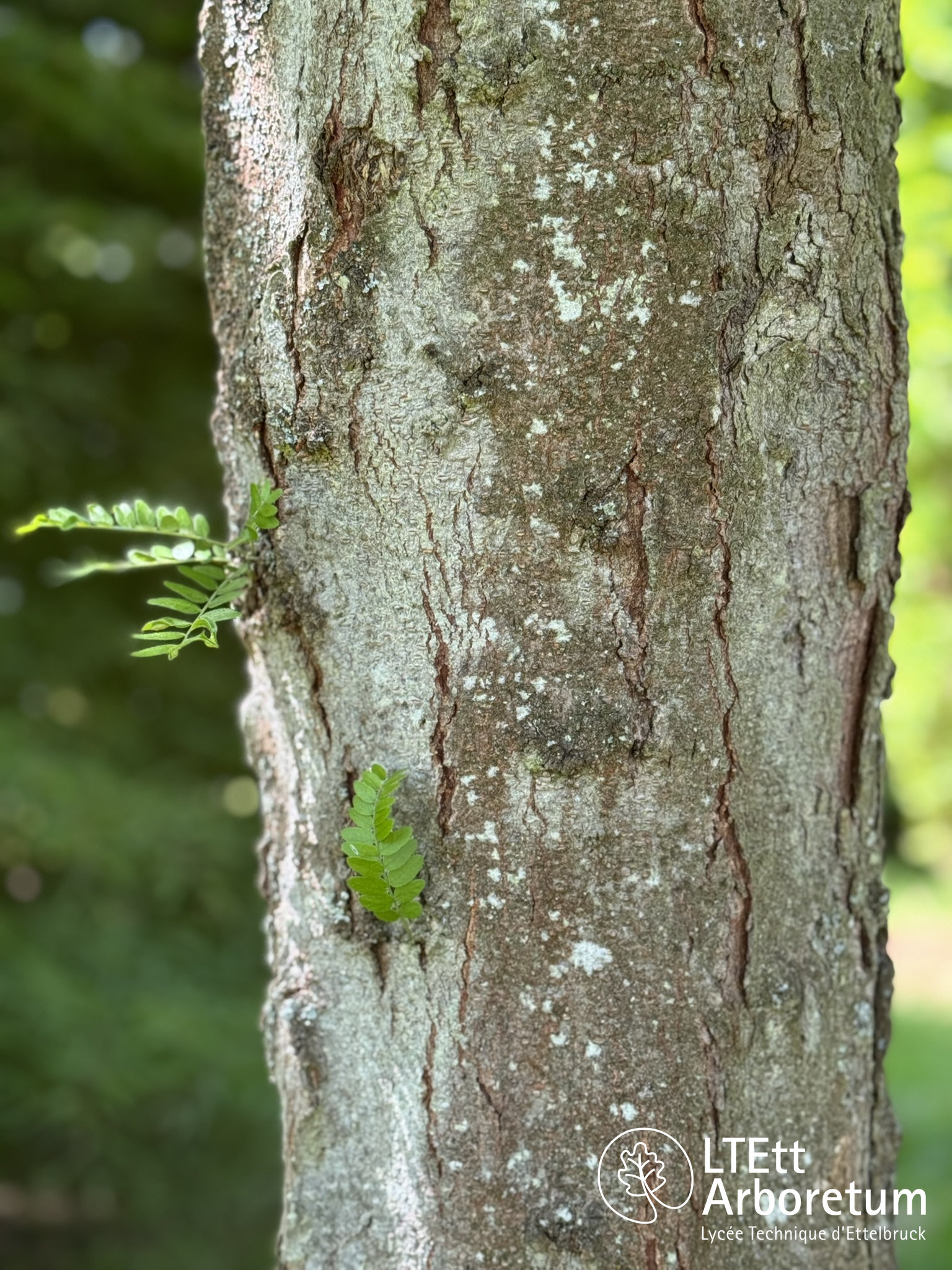 Gleditsia triacanthos 250520 (7)_watermarked