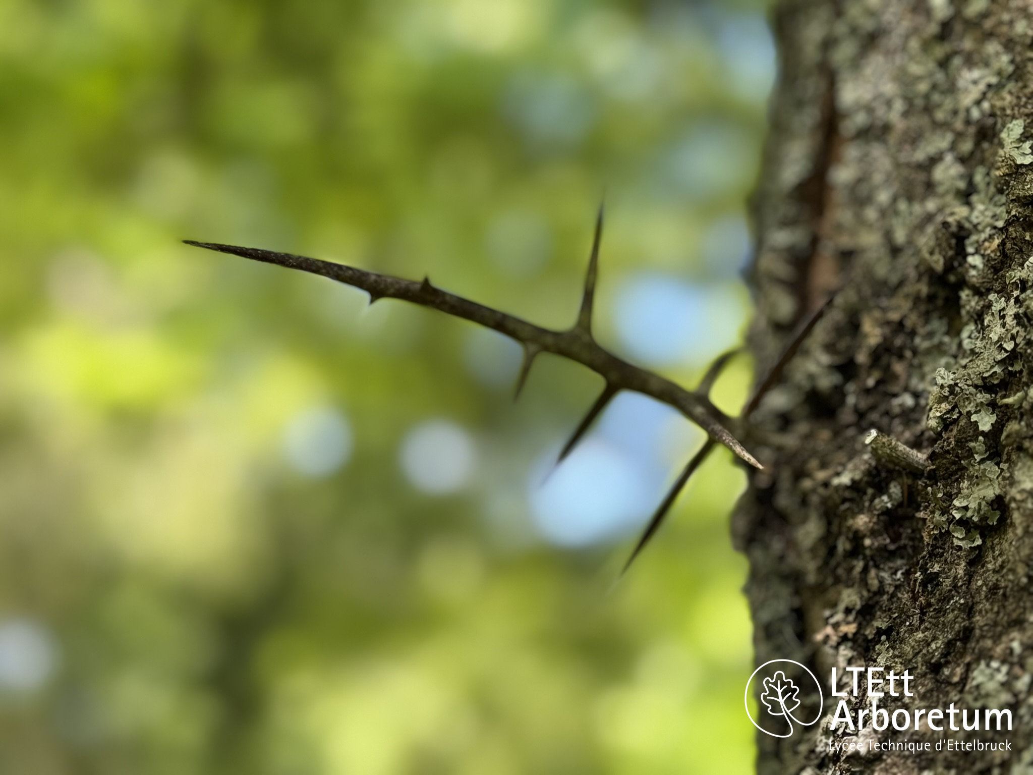 Gleditsia triacanthos 250520 (8)_watermarked
