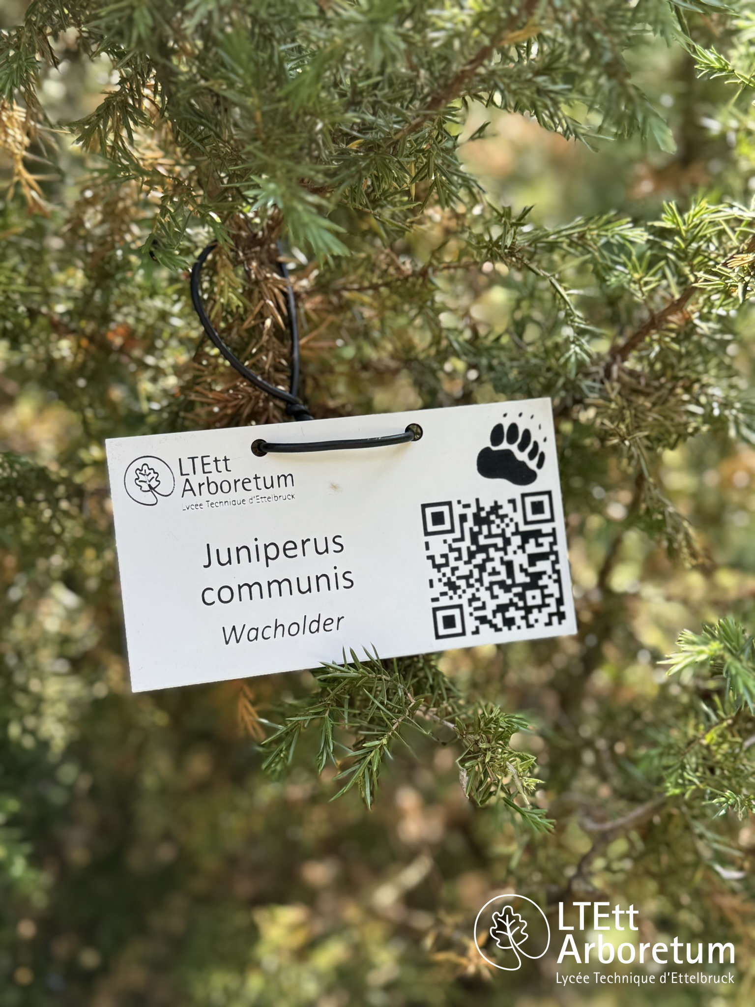 Juniperus communis 250618 (1)_watermarked