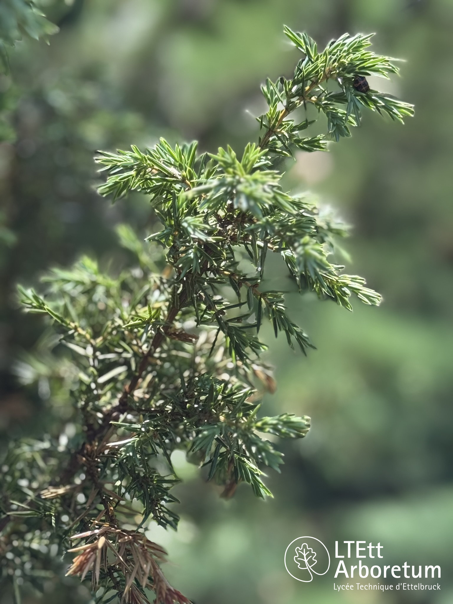 Juniperus communis 250618 (2)_watermarked