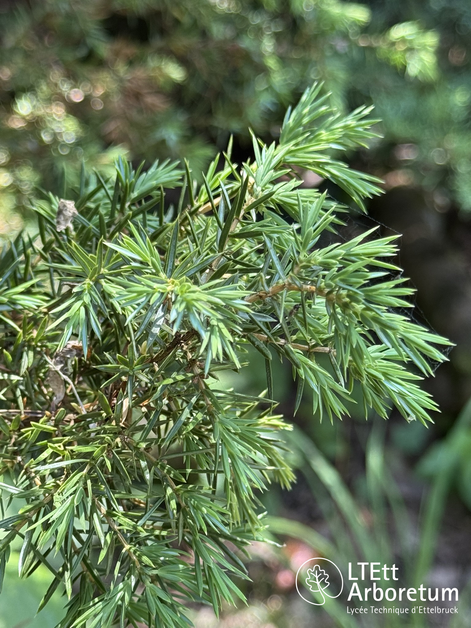 Juniperus communis 250618 (3)_watermarked
