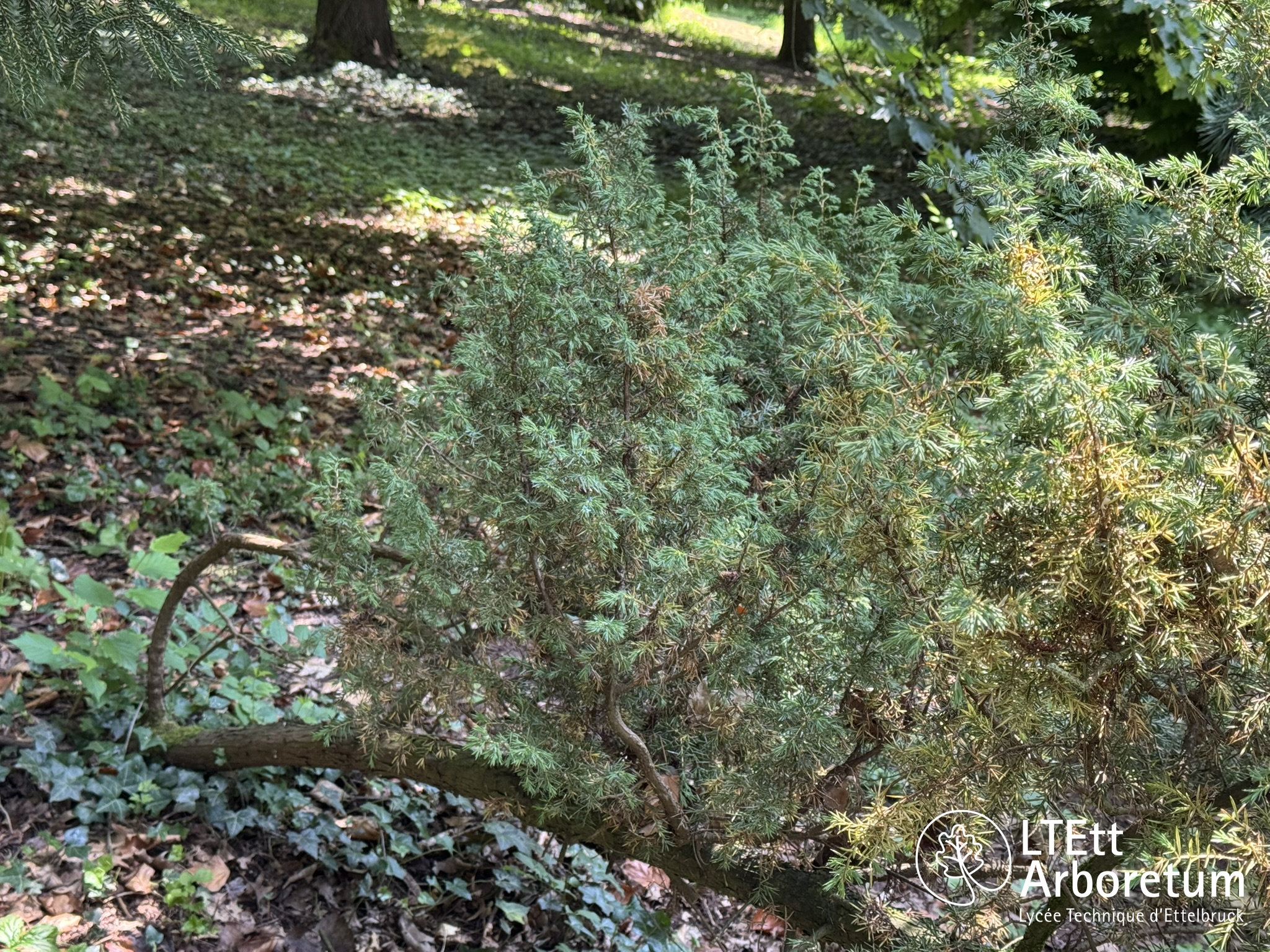 Juniperus communis 250618 (4)_watermarked