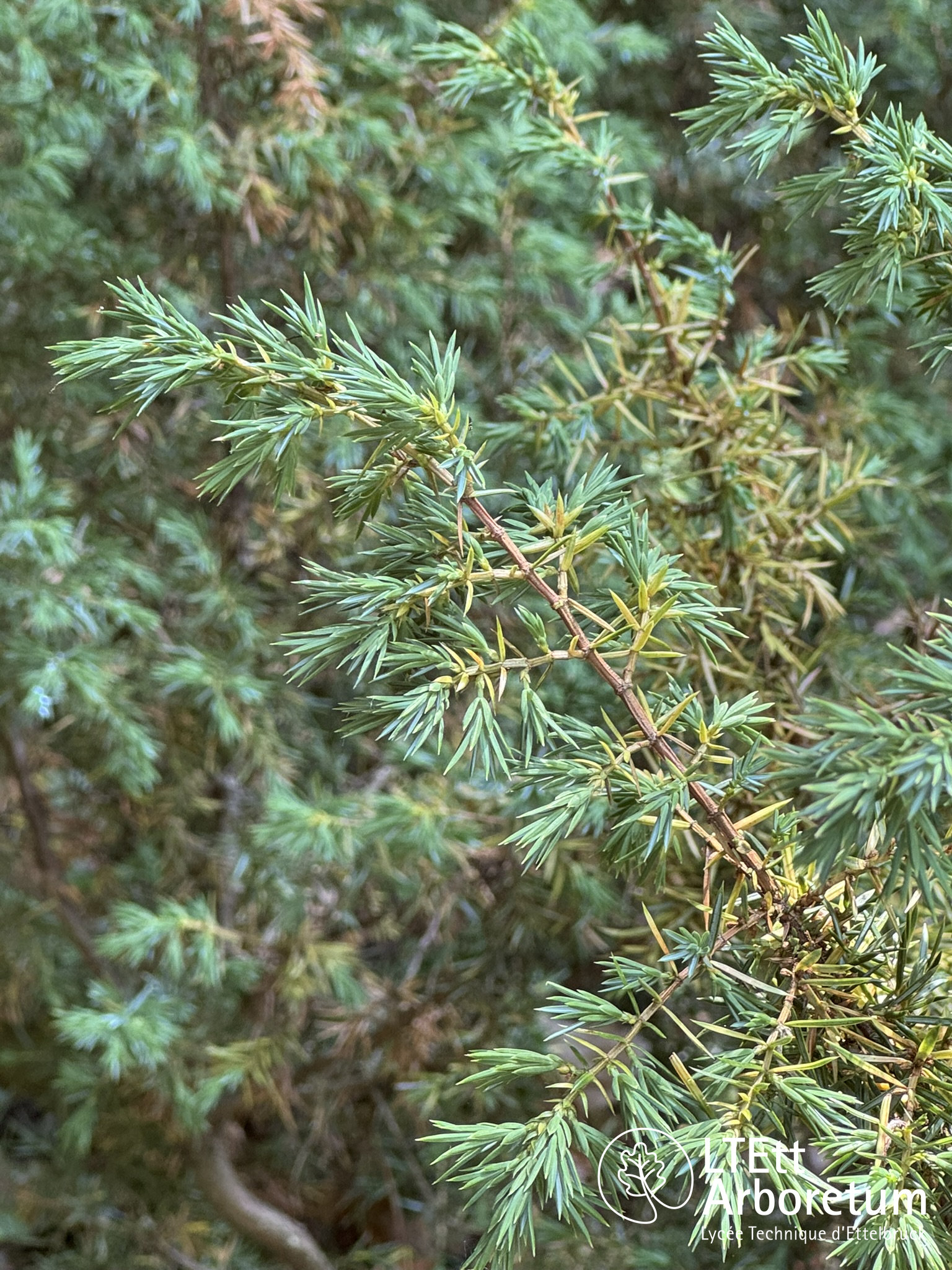 Juniperus communis 250618 (5)_watermarked