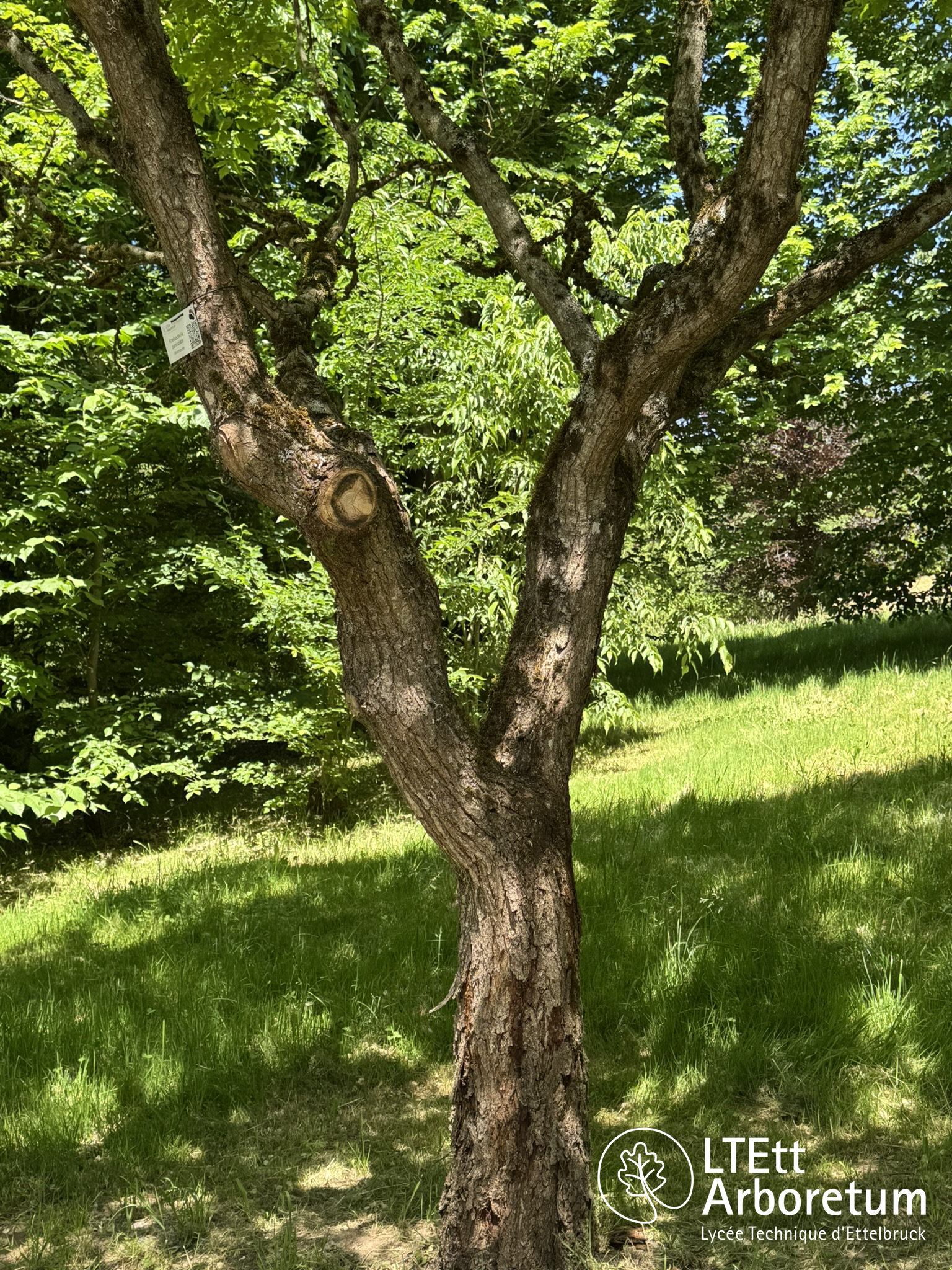 Koelreuteria paniculata 250525 (1)_watermarked