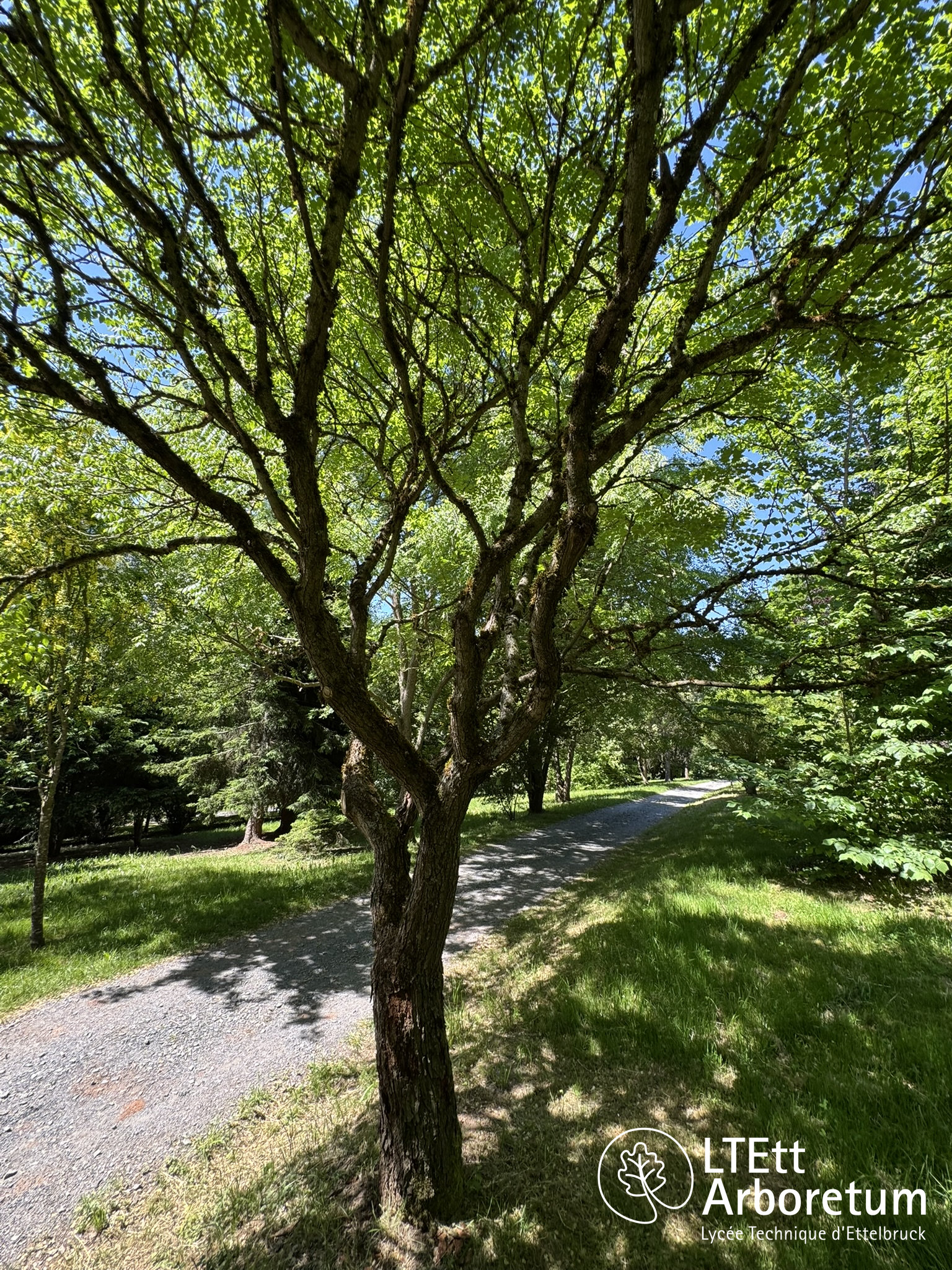Koelreuteria paniculata 250525 (2)_watermarked