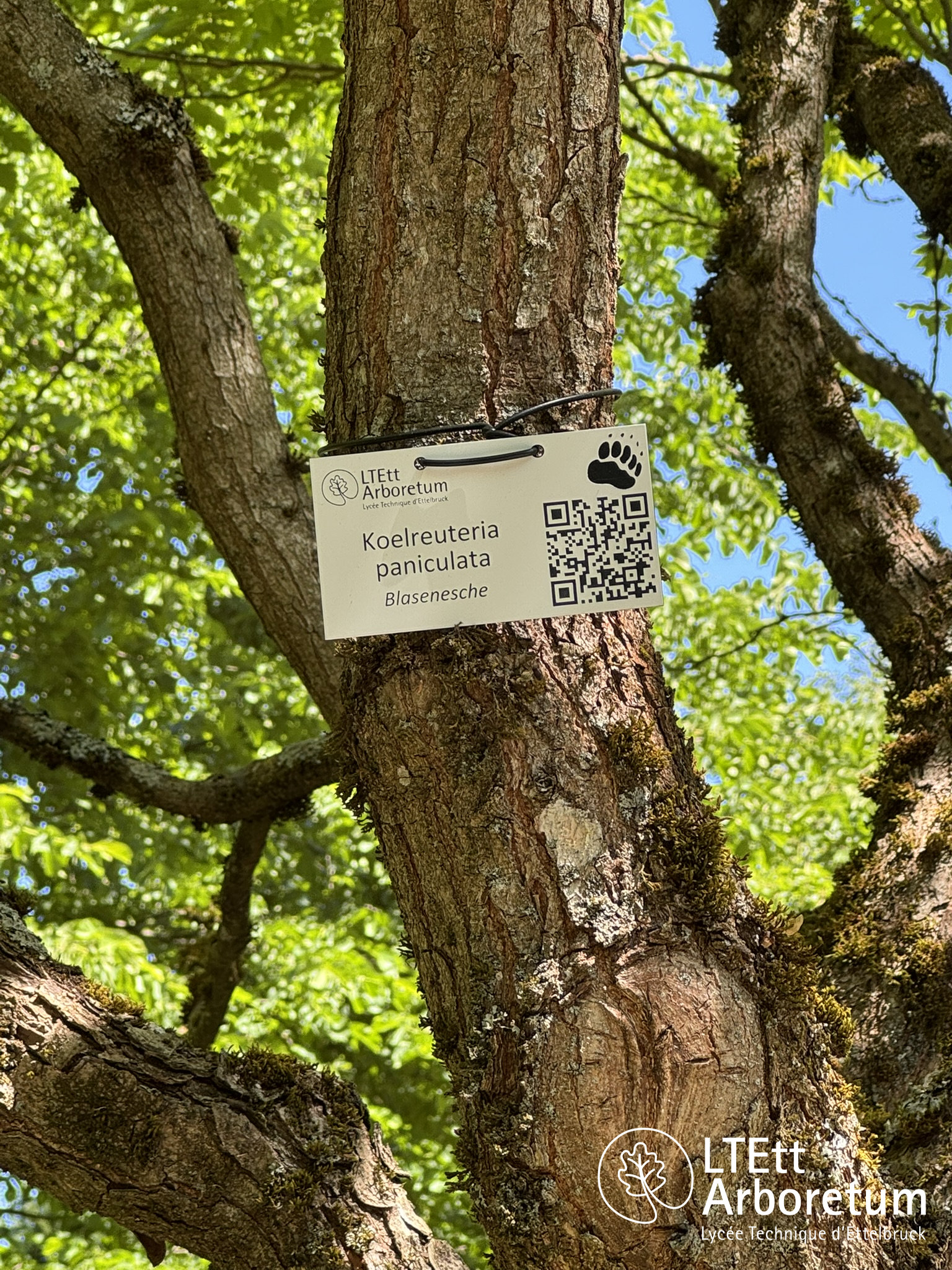 Koelreuteria paniculata 250525 (5)_watermarked
