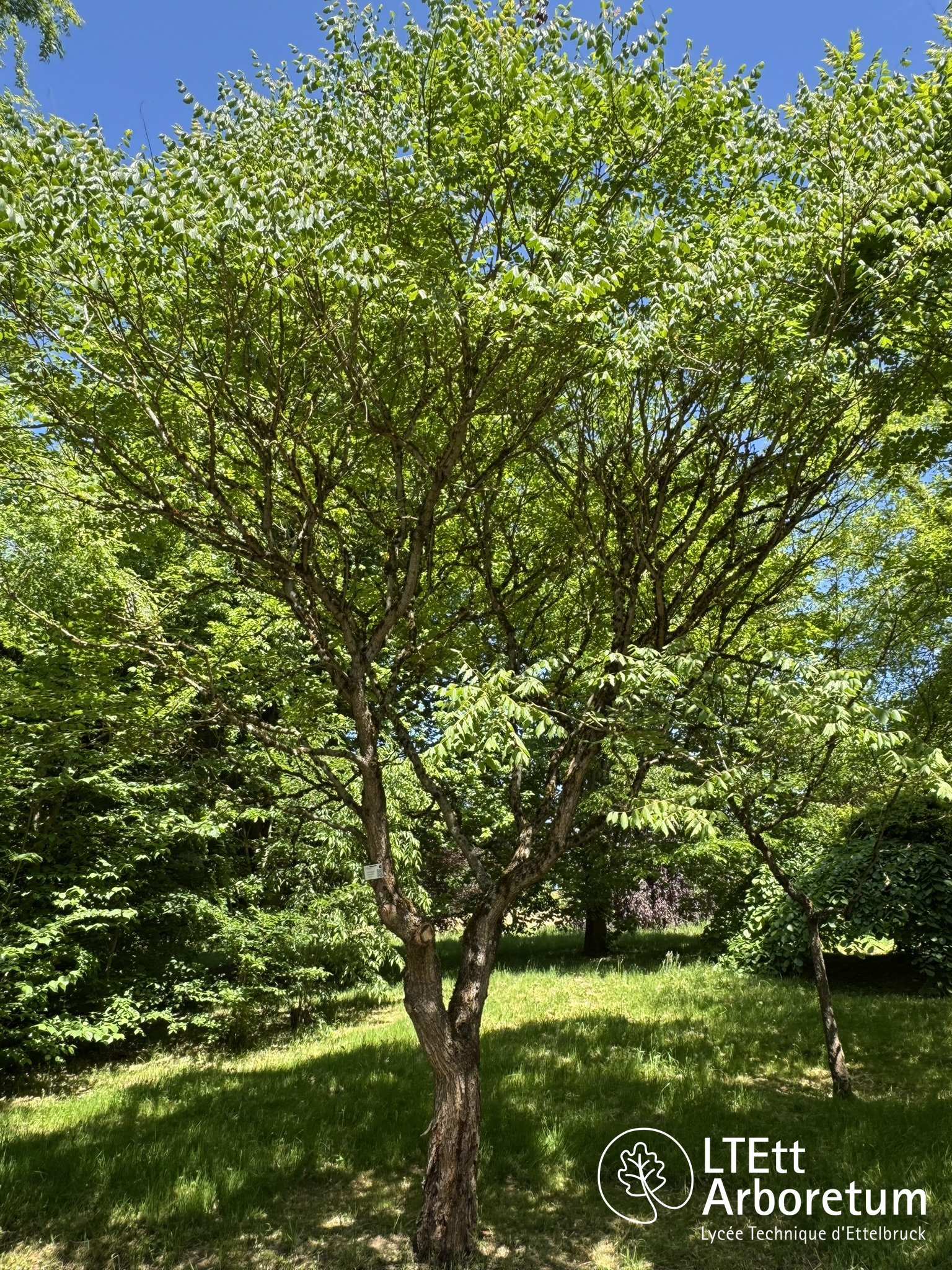 Koelreuteria paniculata 250525 (6)_watermarked