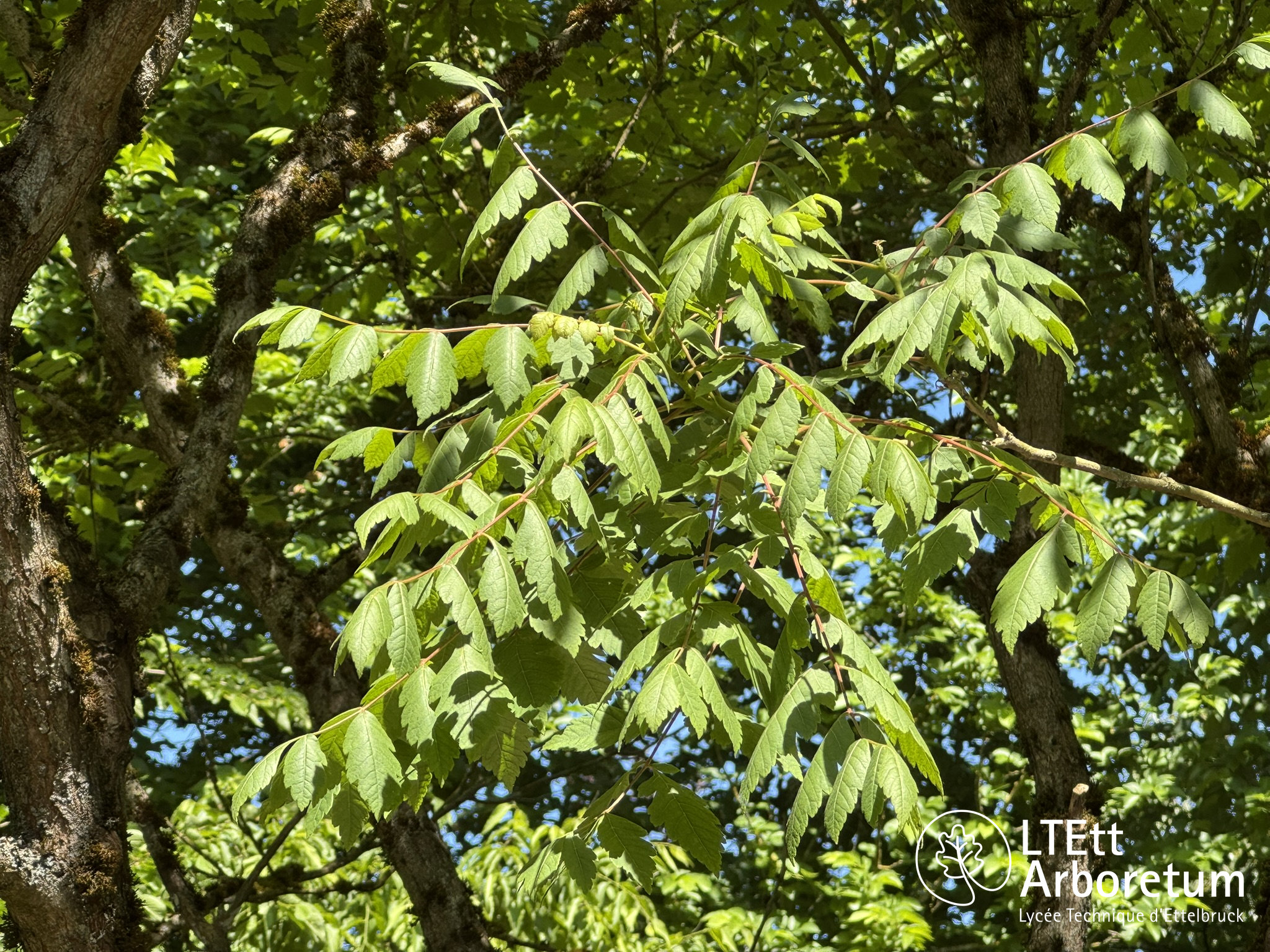 Koelreuteria paniculata 250525 (7)_watermarked