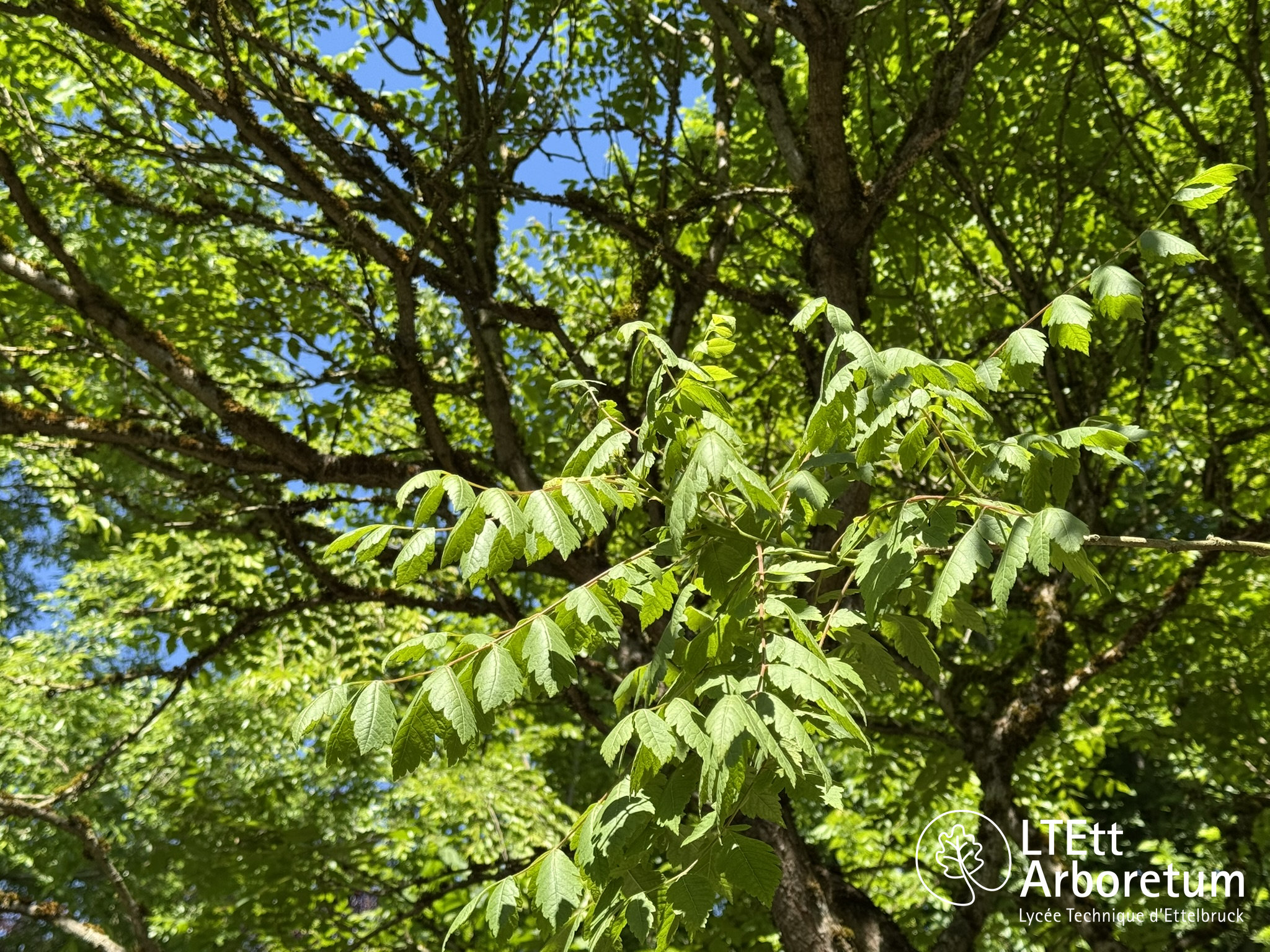 Koelreuteria paniculata 250525 (8)_watermarked