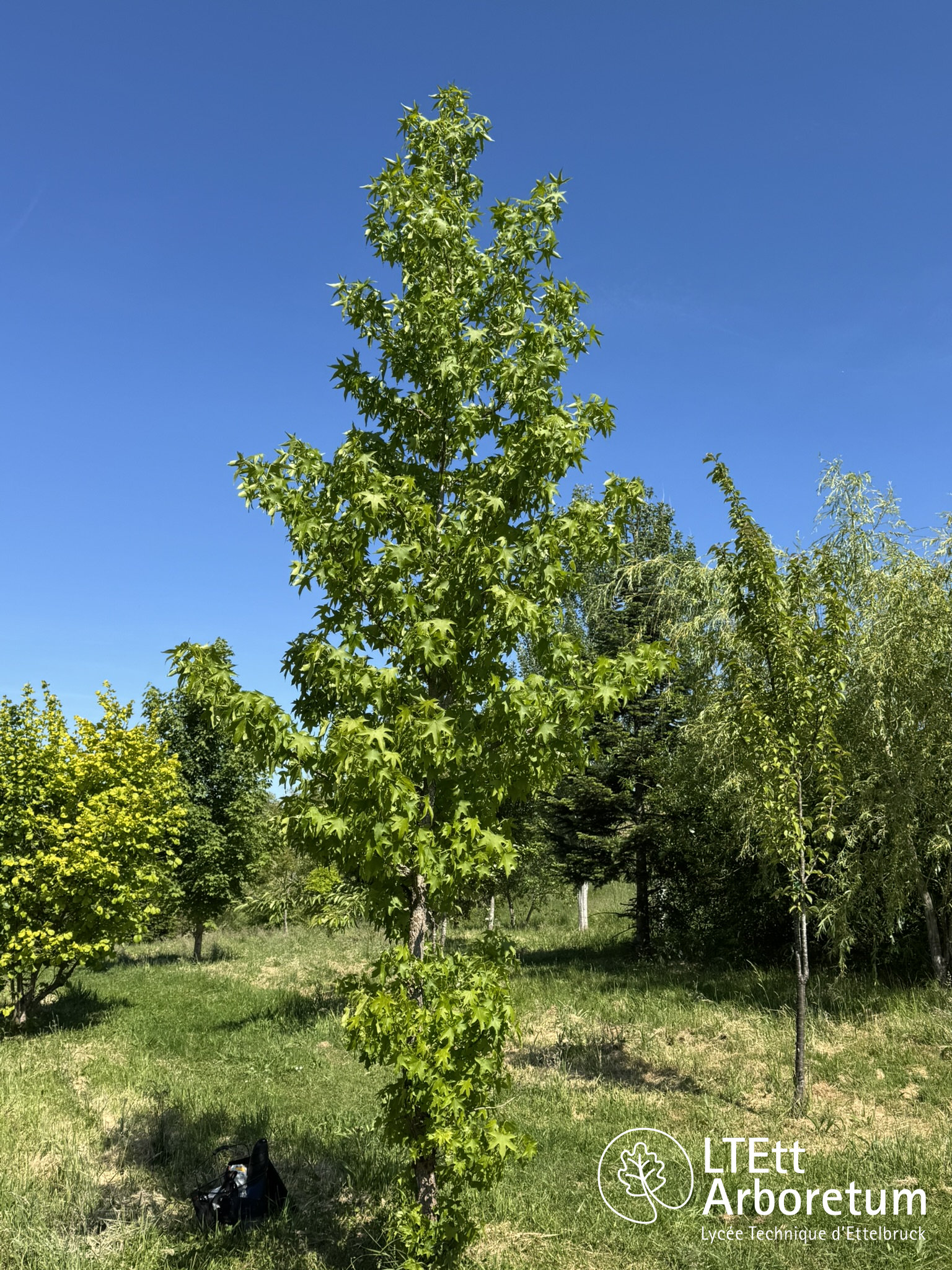 Liquidambar styraciflua 250520 (3)_watermarked
