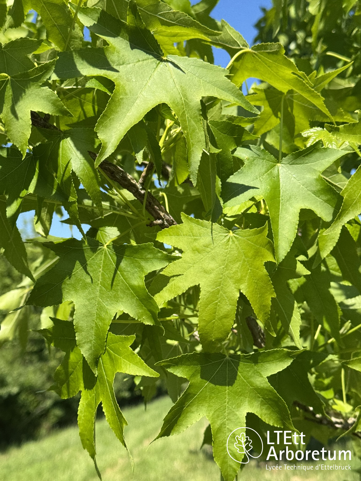 Liquidambar styraciflua 250520 (4)_watermarked