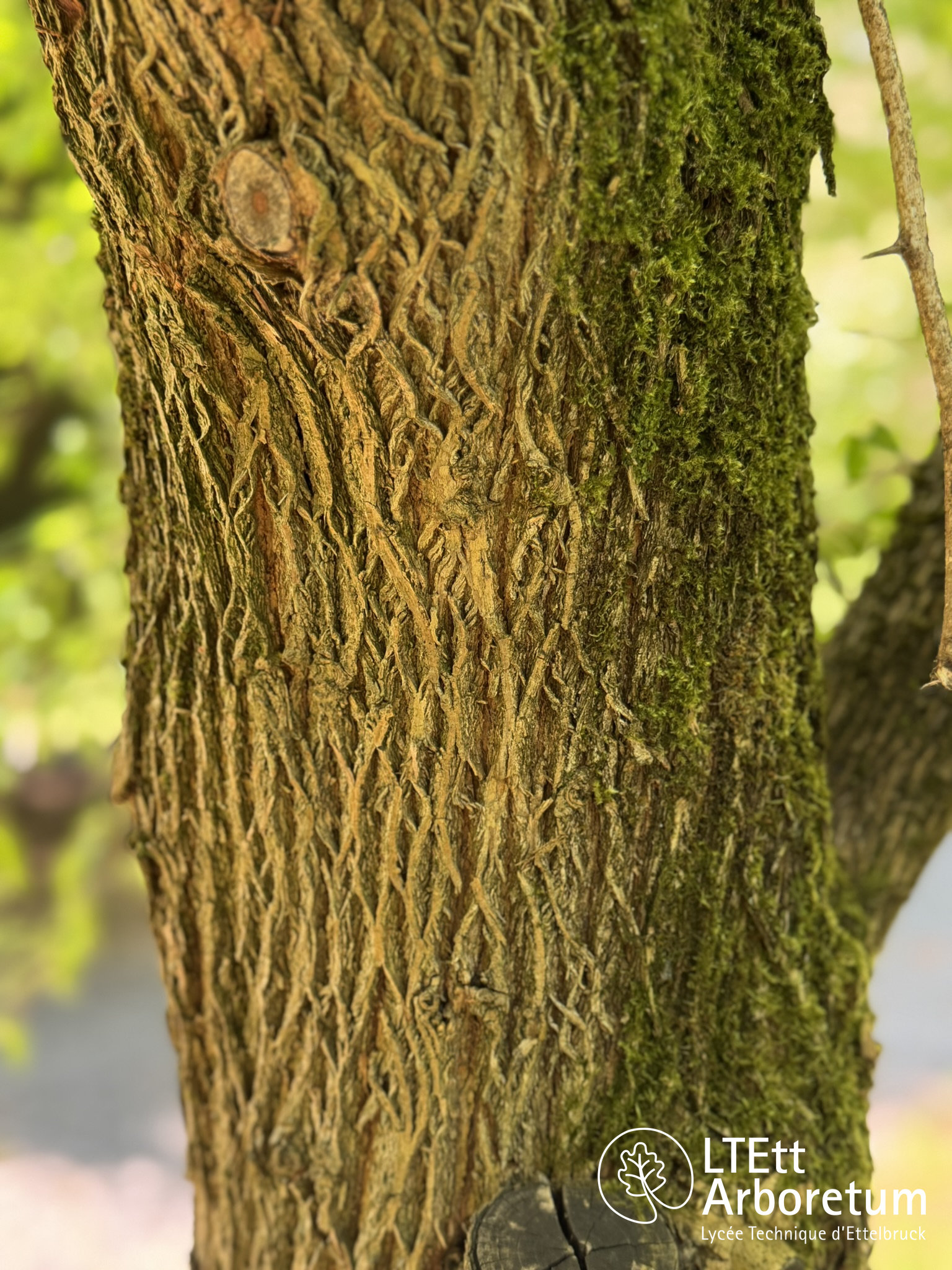 Maclura pomifera 250520 (10)_watermarked