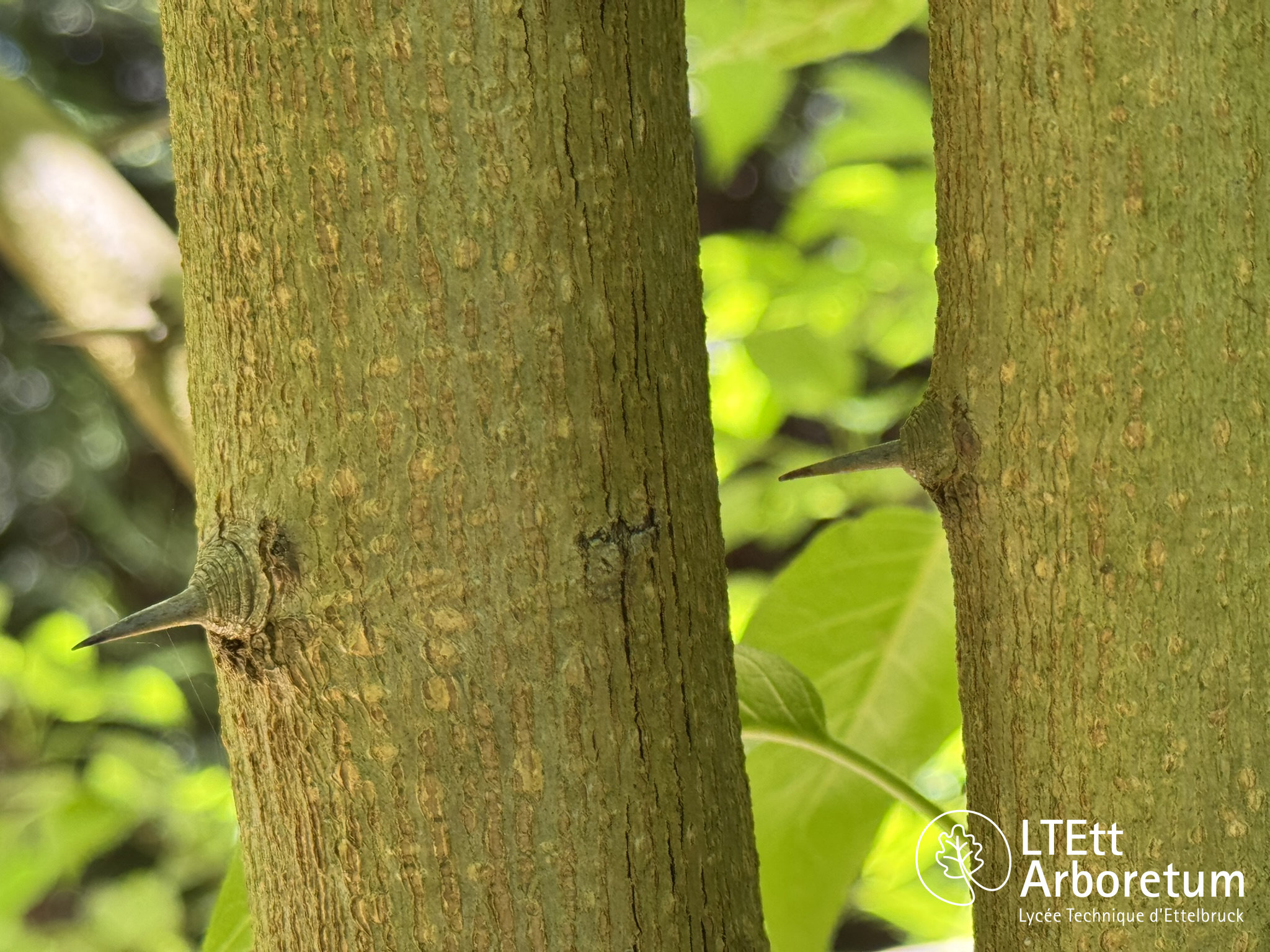 Maclura pomifera 250520 (11)_watermarked