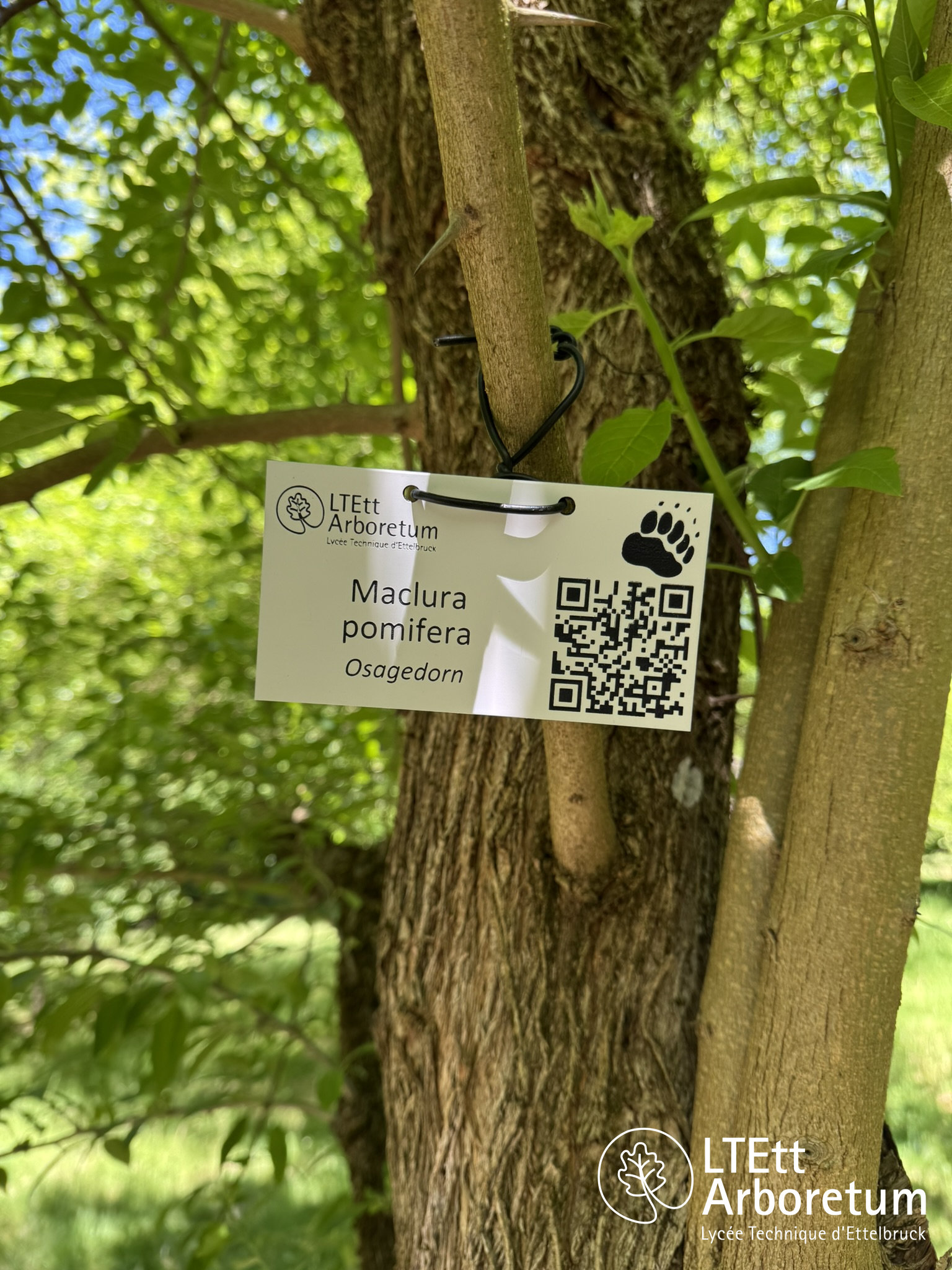 Maclura pomifera 250520 (1)_watermarked