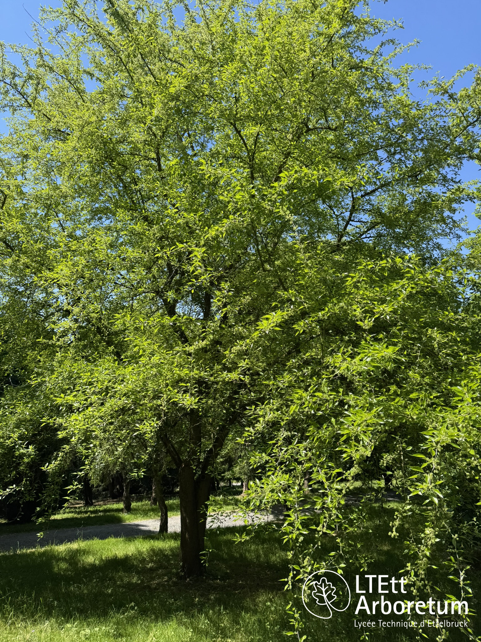 Maclura pomifera 250520 (2)_watermarked