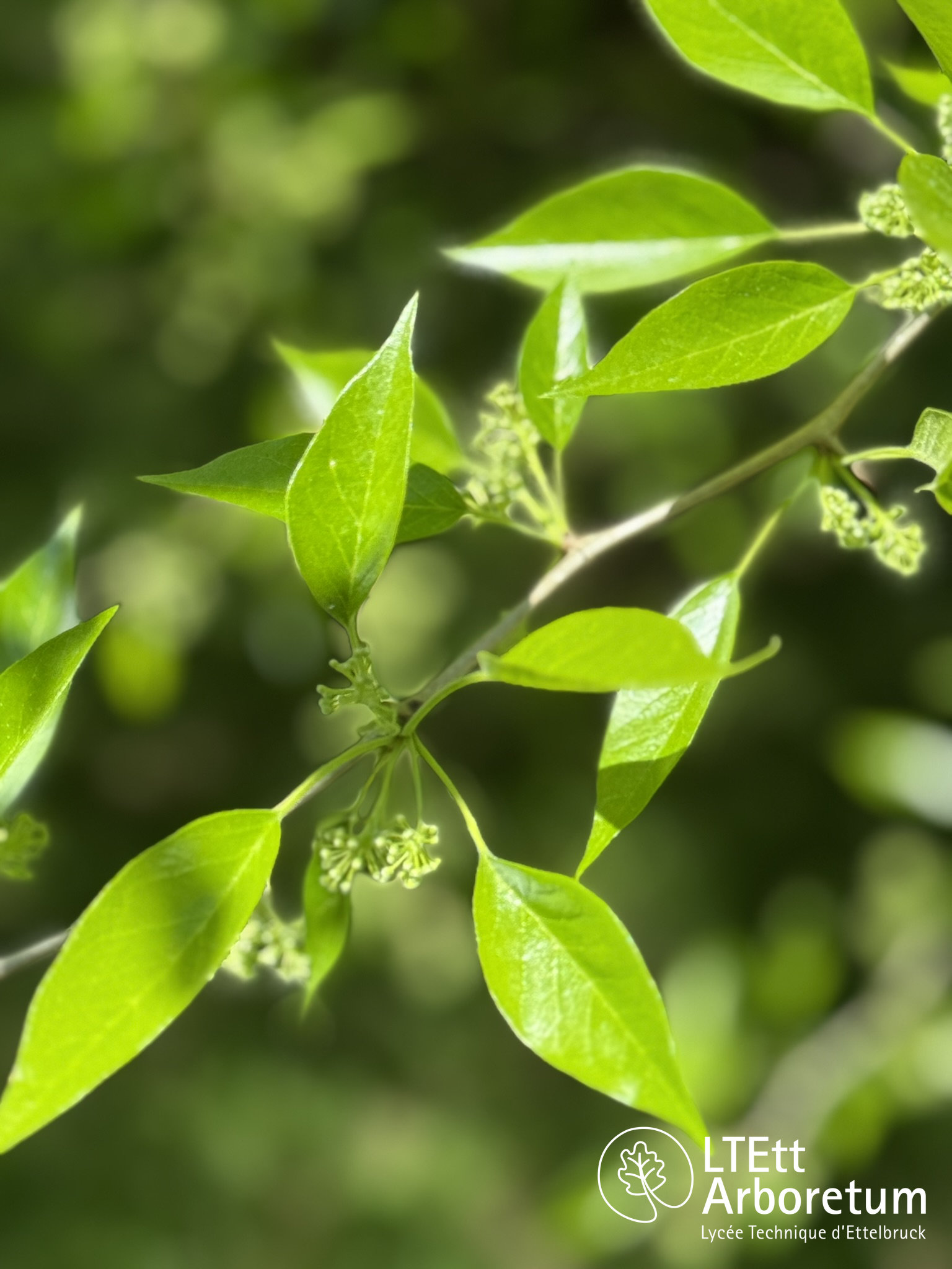 Maclura pomifera 250520 (4)_watermarked