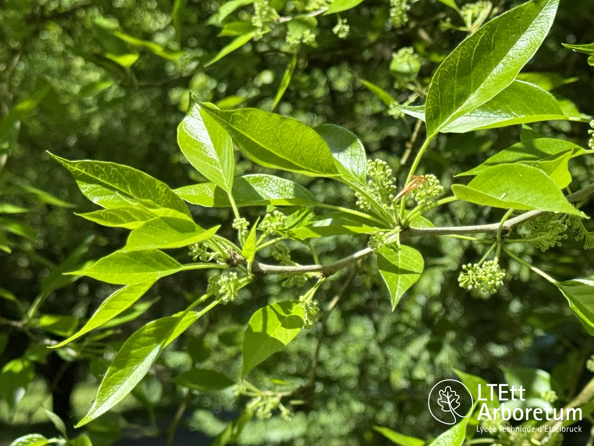Maclura pomifera 250520 (6)_watermarked