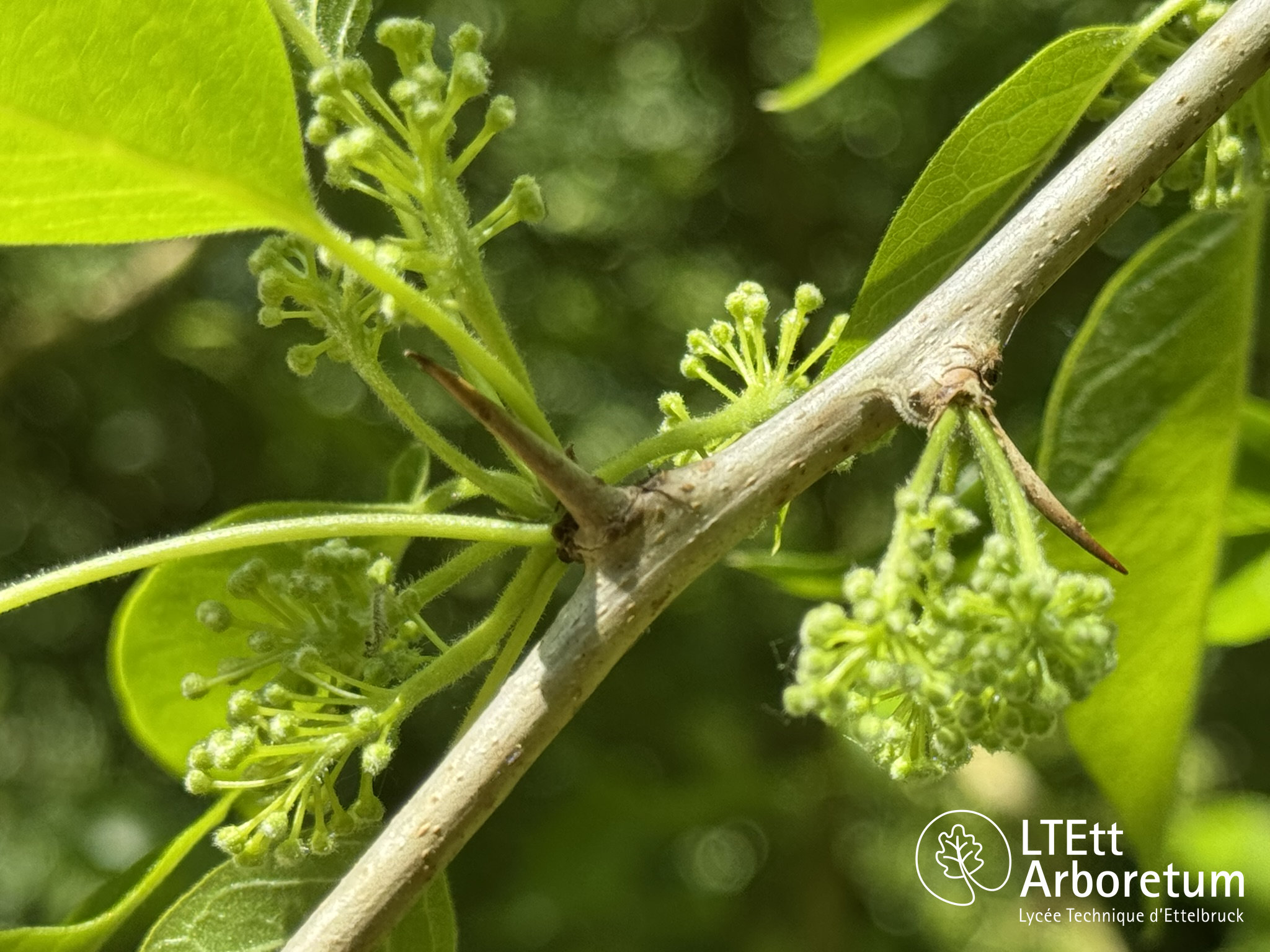 Maclura pomifera 250520 (8)_watermarked