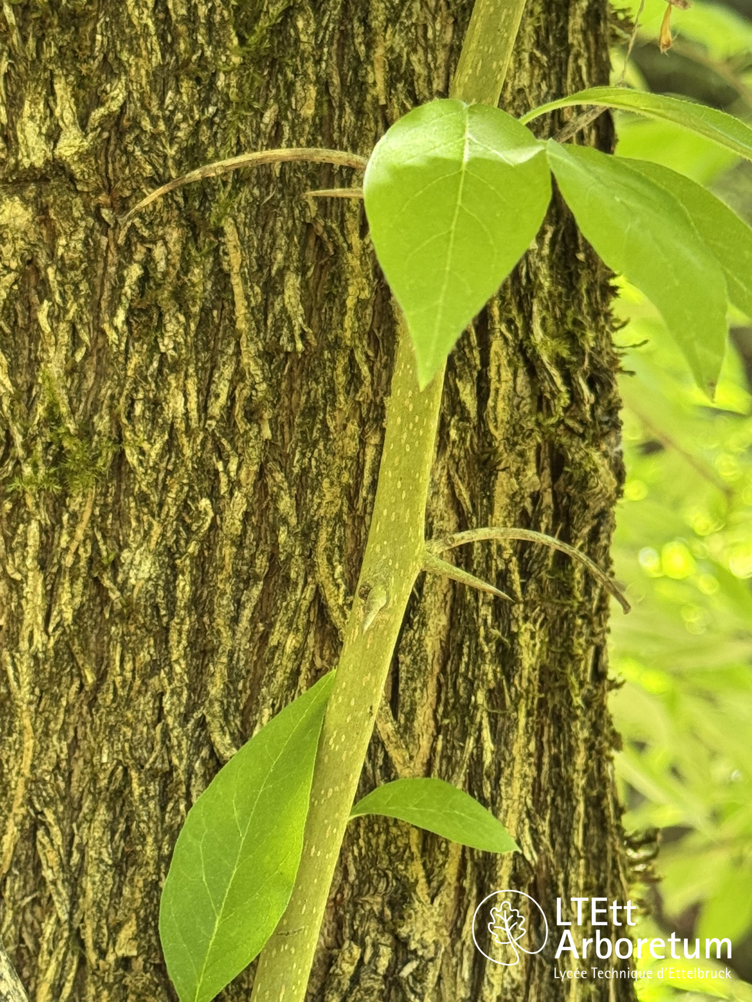 Maclura pomifera 250520 (9)_watermarked