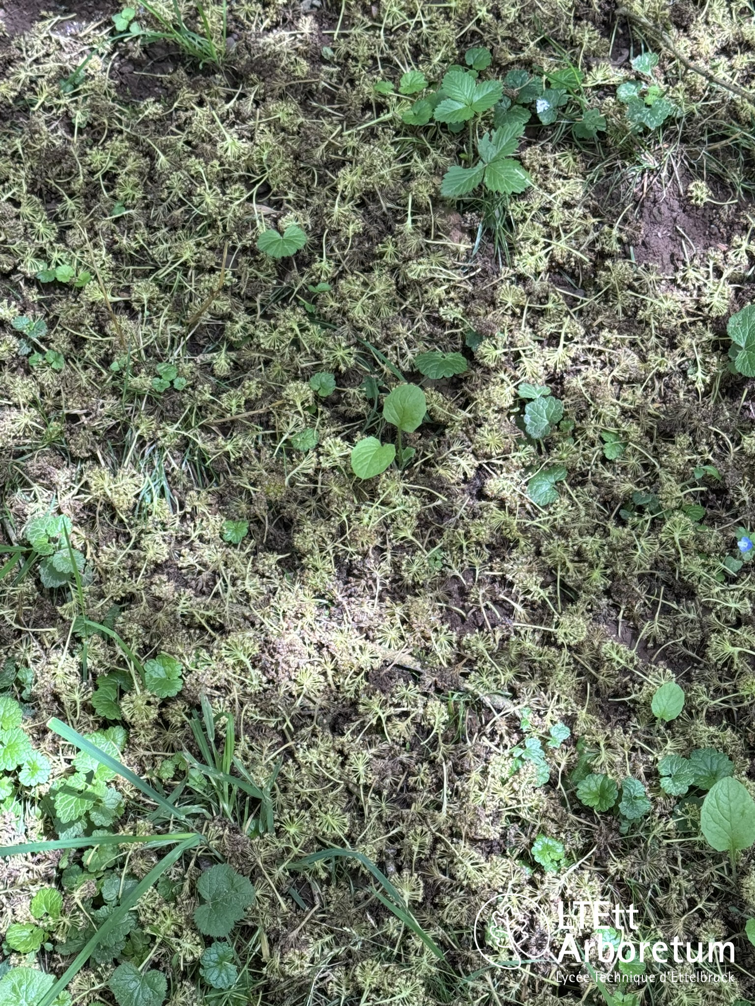 Maclura pomifera 250610 (4)_watermarked