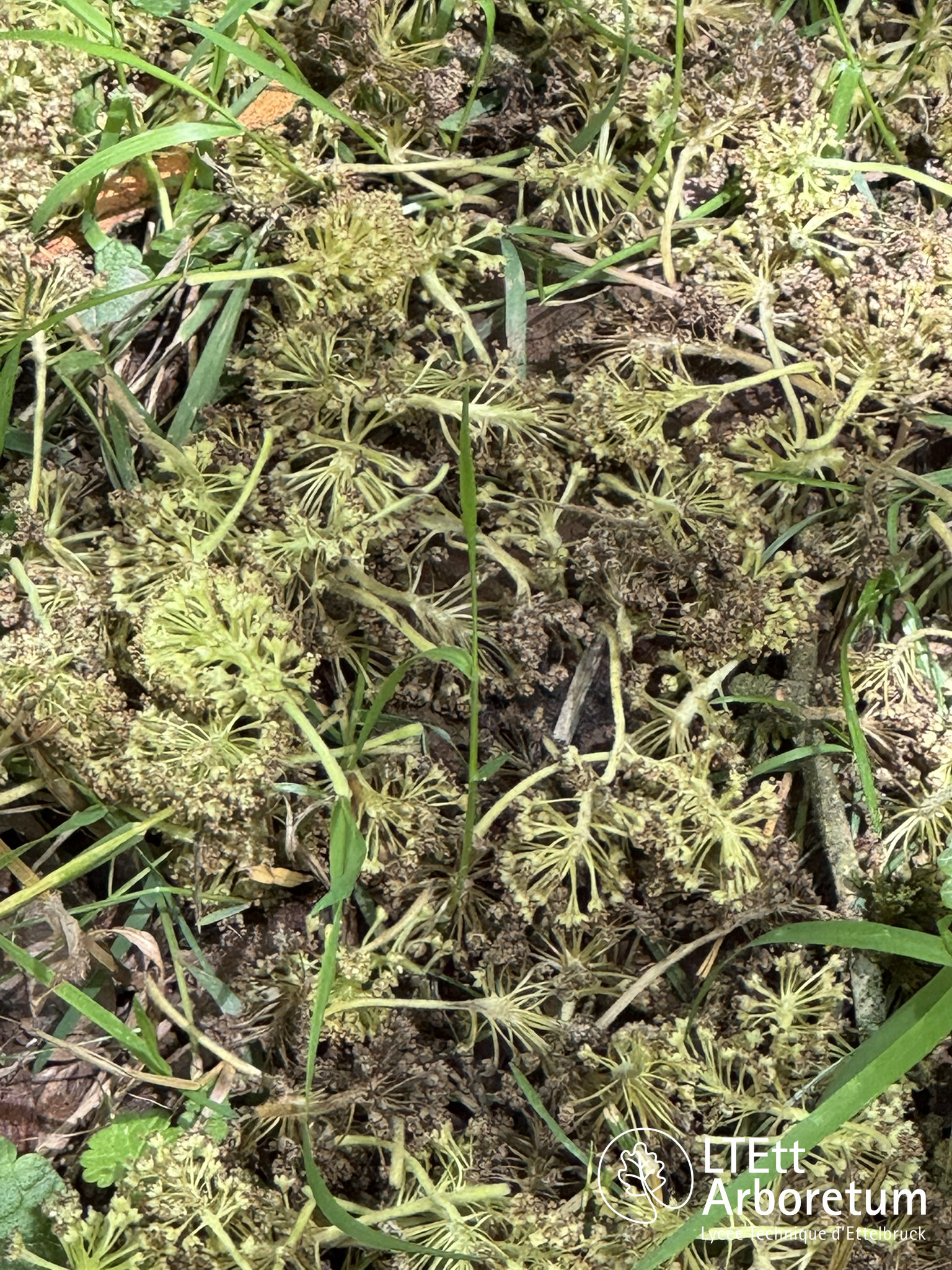 Maclura pomifera 250610 (5)_watermarked