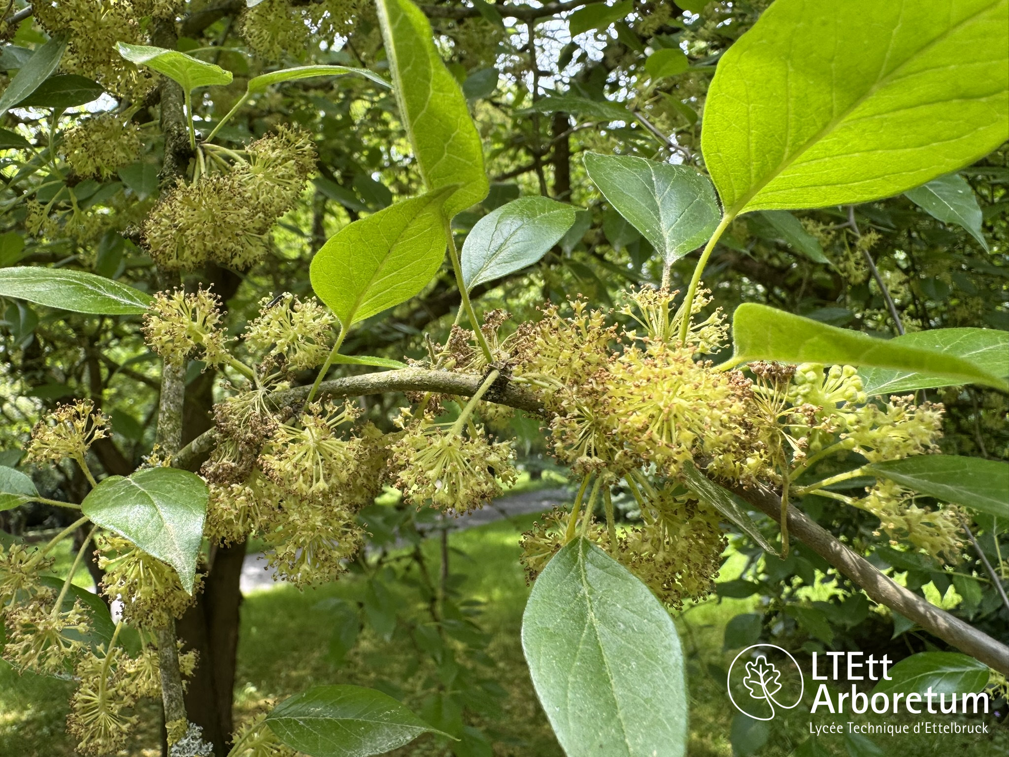 Maclura pomifera 250610 (6)_watermarked