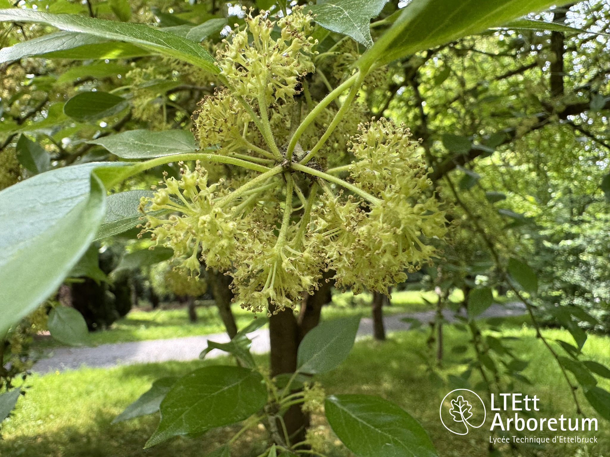 Maclura pomifera 250610 (7)_watermarked
