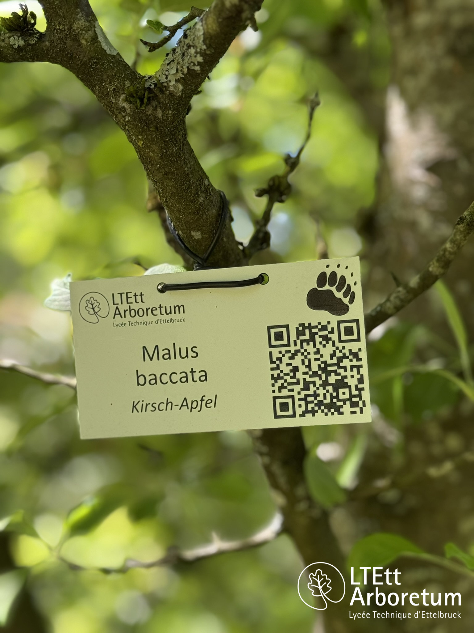 Malus baccata 250520 (1)_watermarked