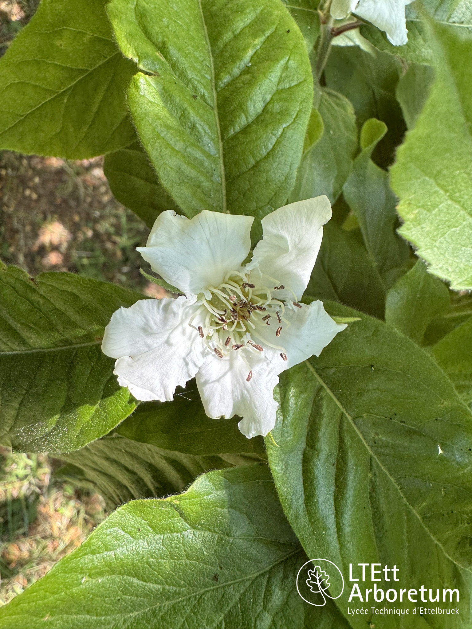 Mespilus germanica 250520 (3)_watermarked