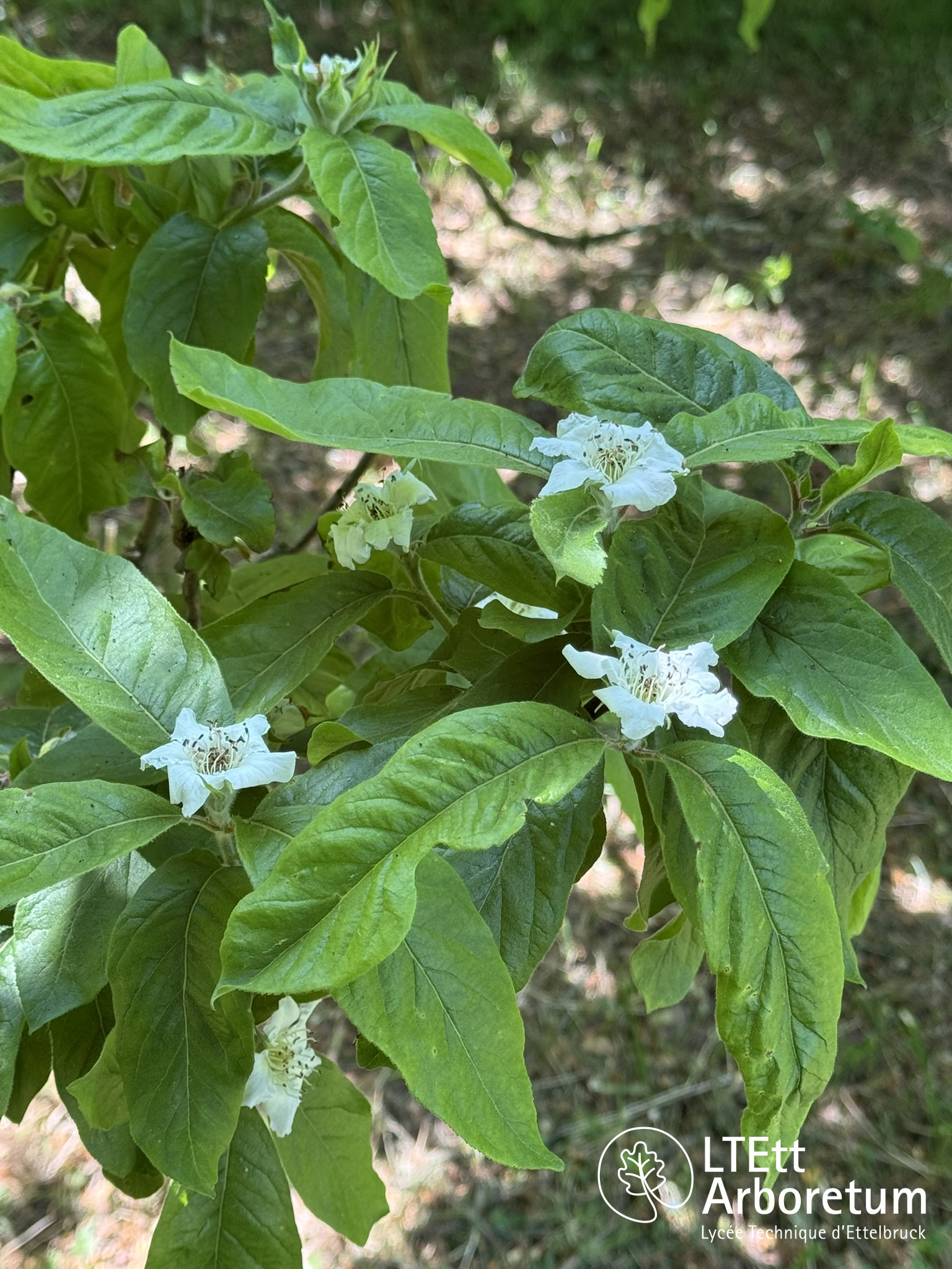 Mespilus germanica 250520 (4)_watermarked