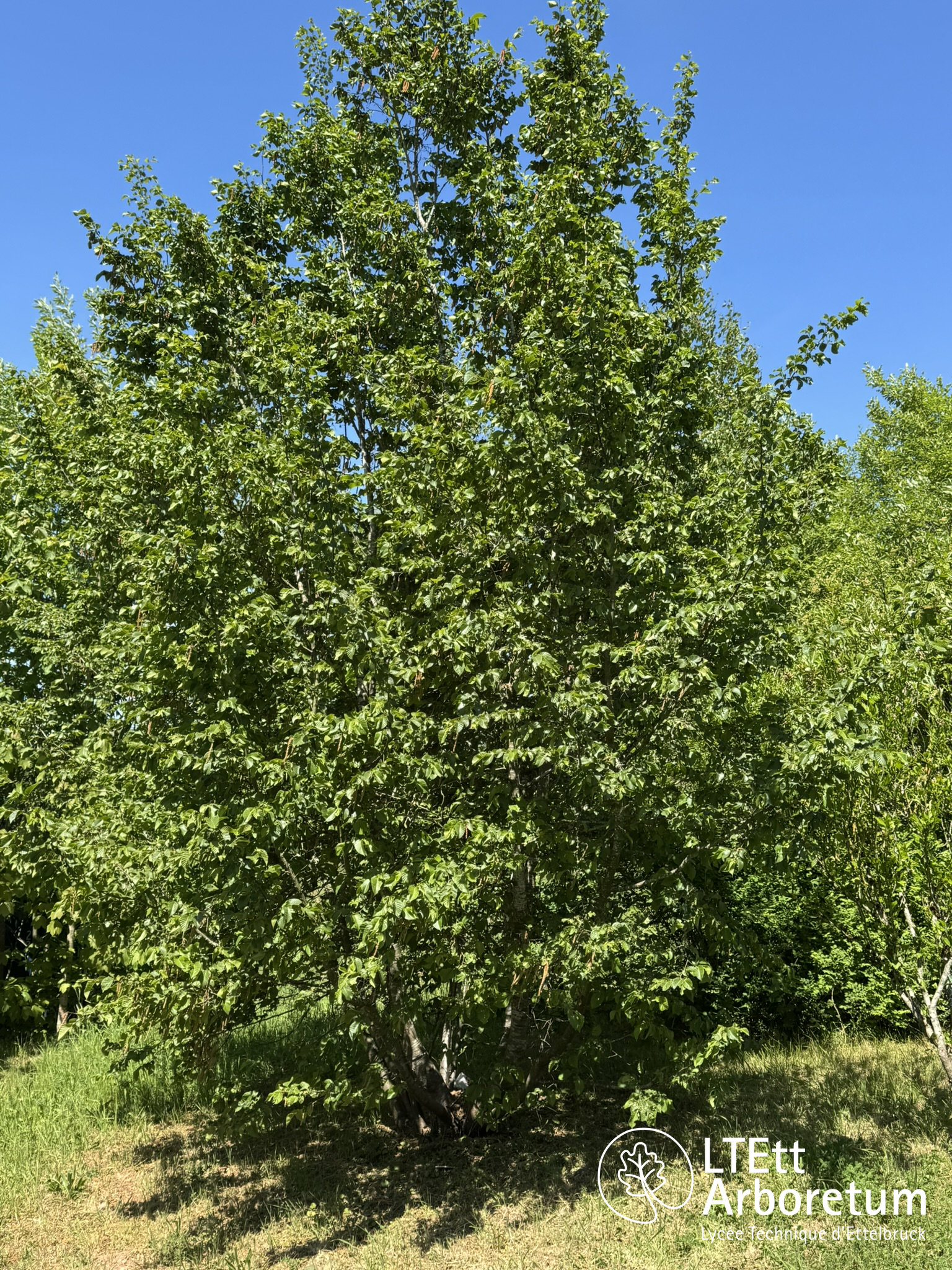 Ostrya carpinifolia 250525 (2)_watermarked