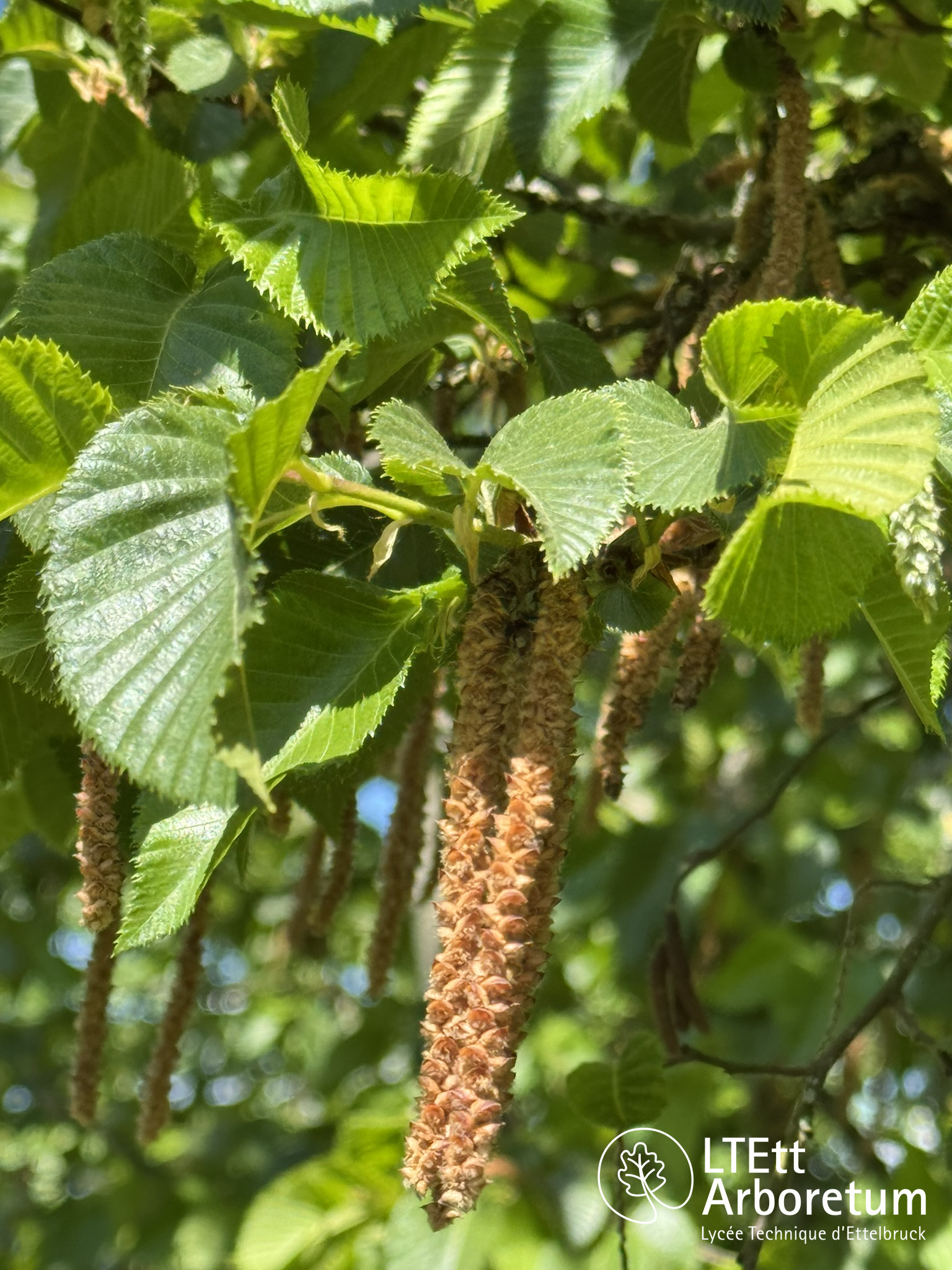 Ostrya carpinifolia 250525 (6)_watermarked