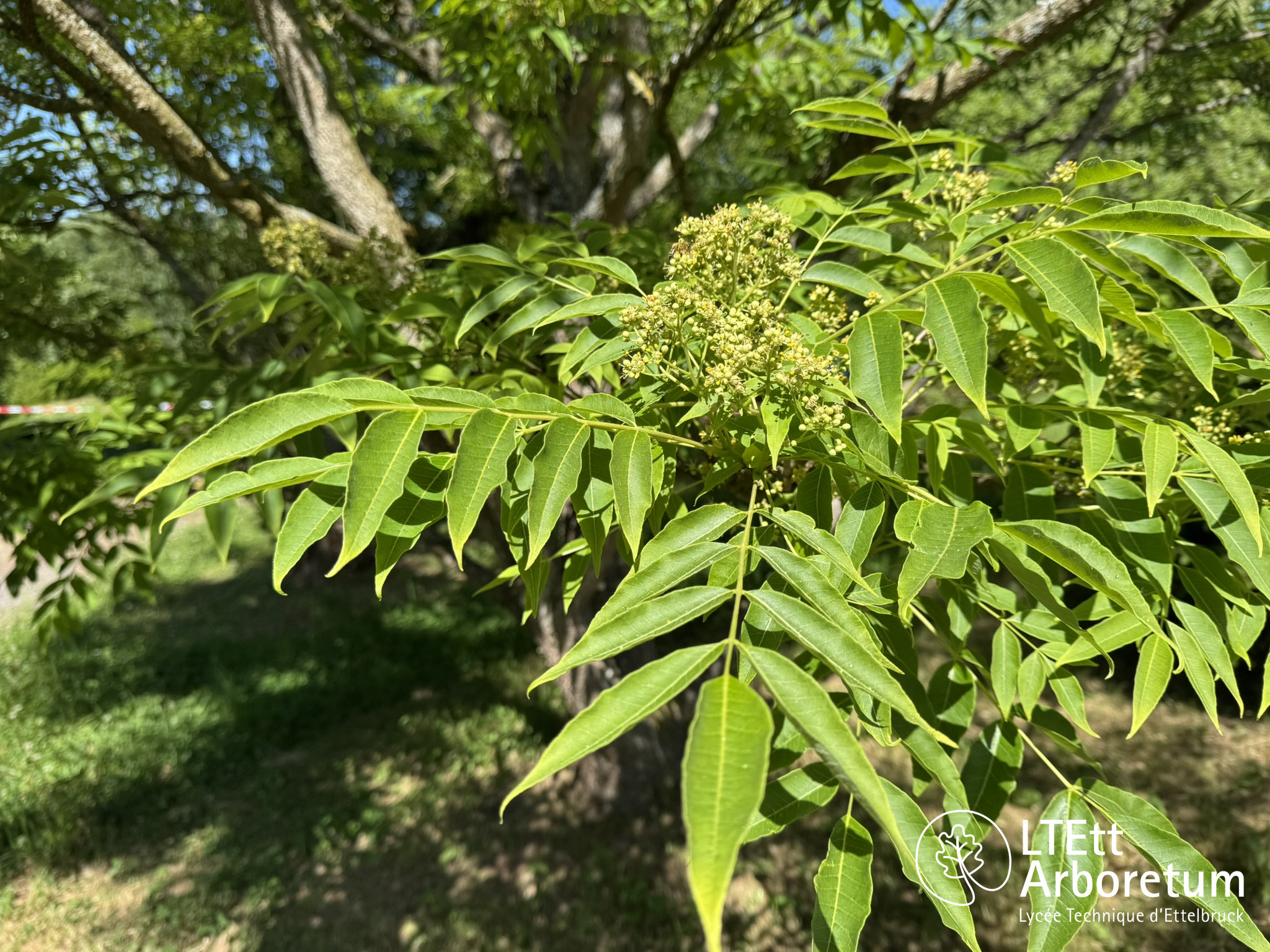 Phellodendron amurense 250525 (10)_watermarked
