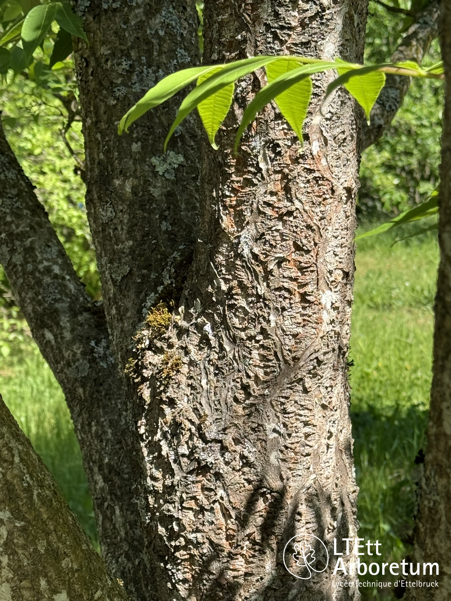 Phellodendron amurense 250525 (13)_watermarked