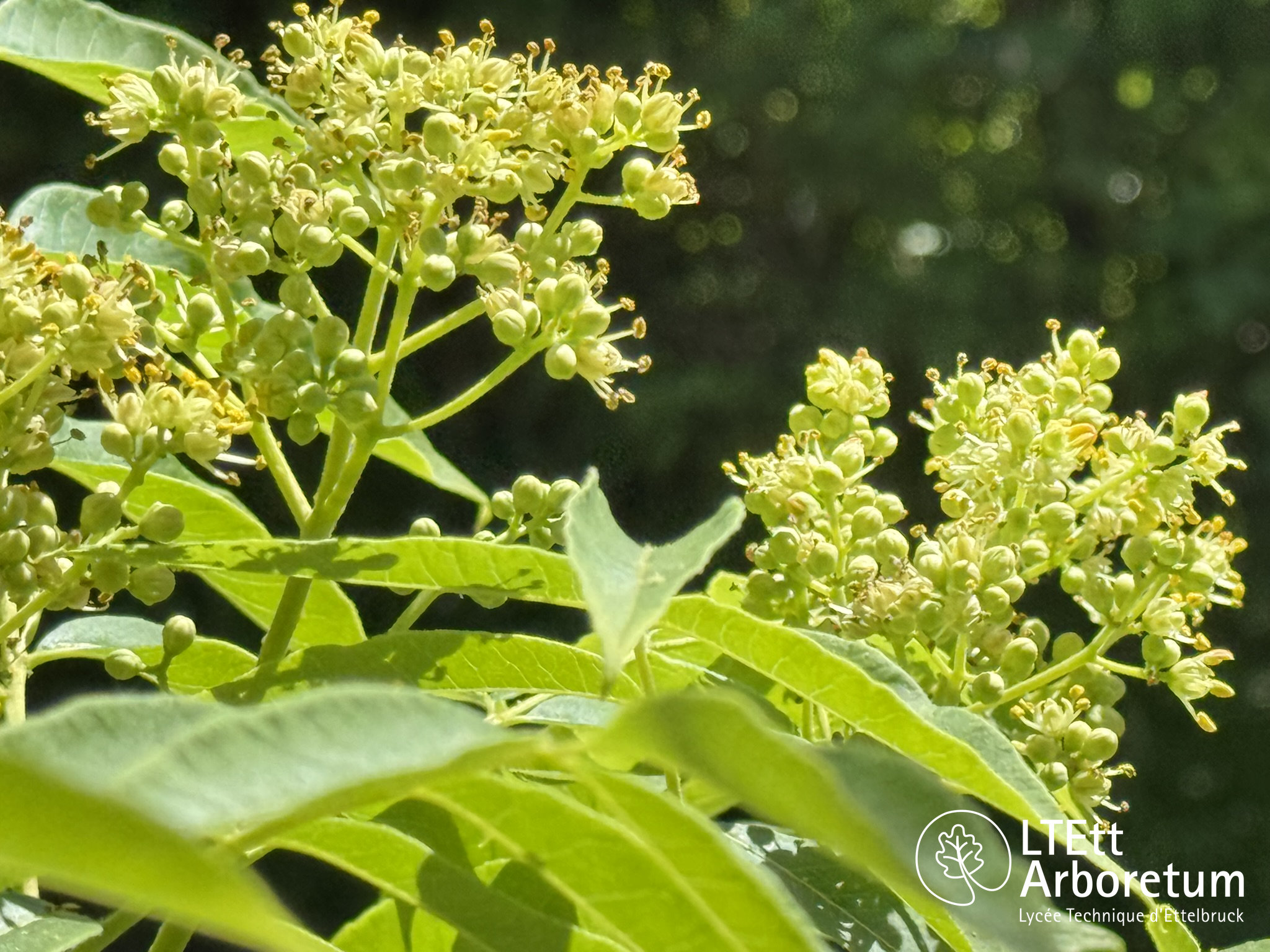 Phellodendron amurense 250525 (1)_watermarked