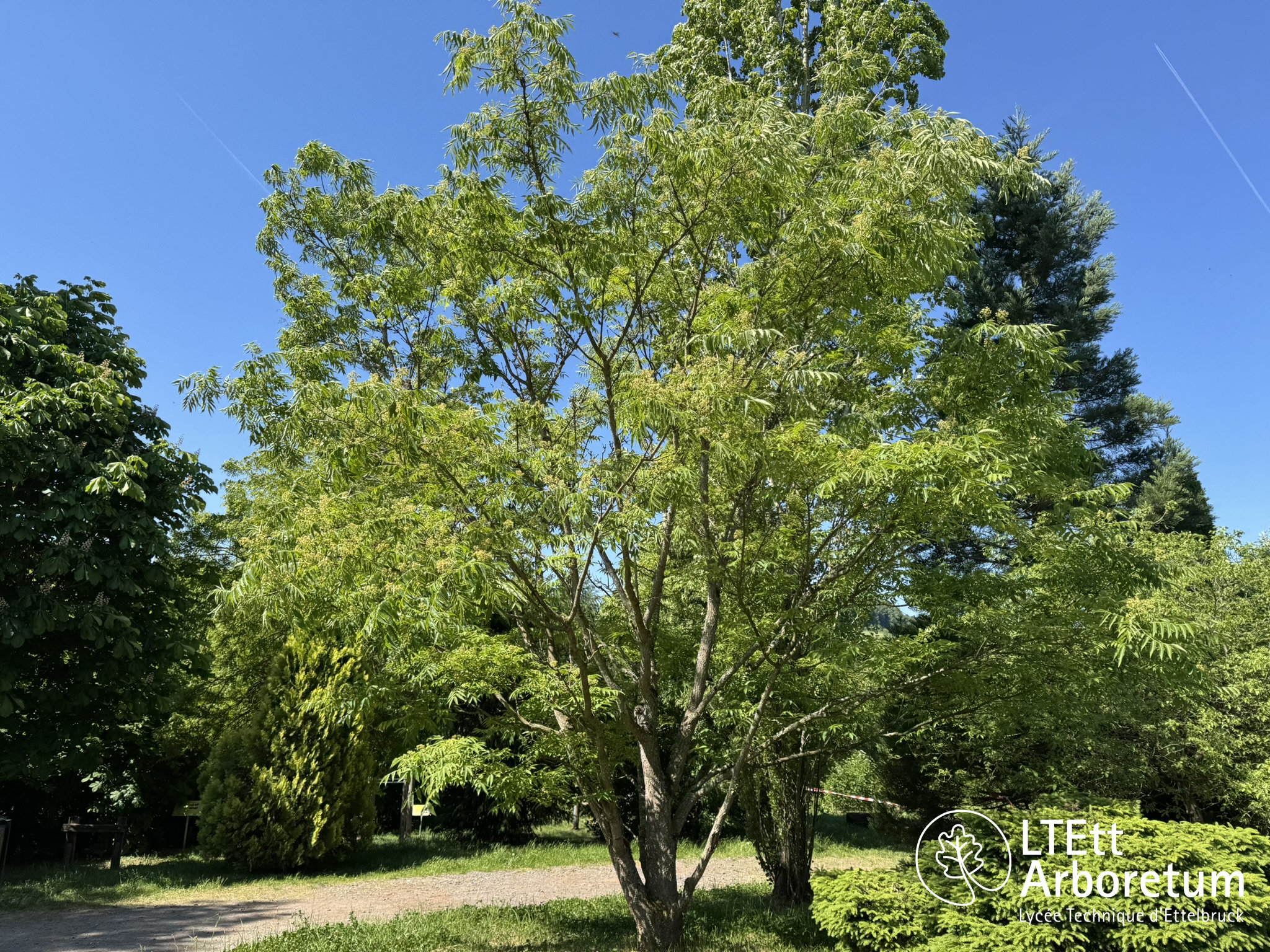Phellodendron amurense 250525 (2)_watermarked