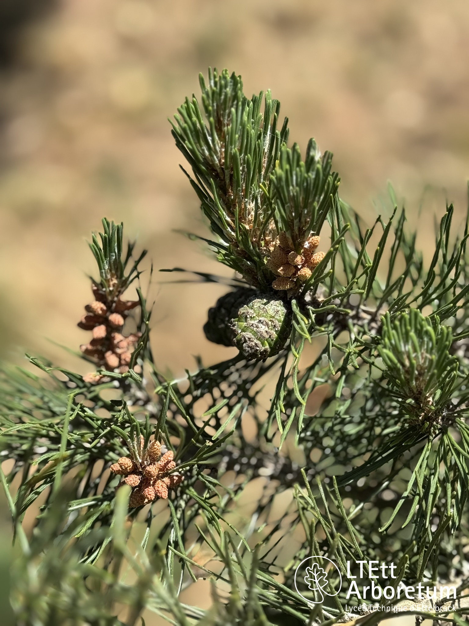 Pinus mugo 250520 (4)_watermarked