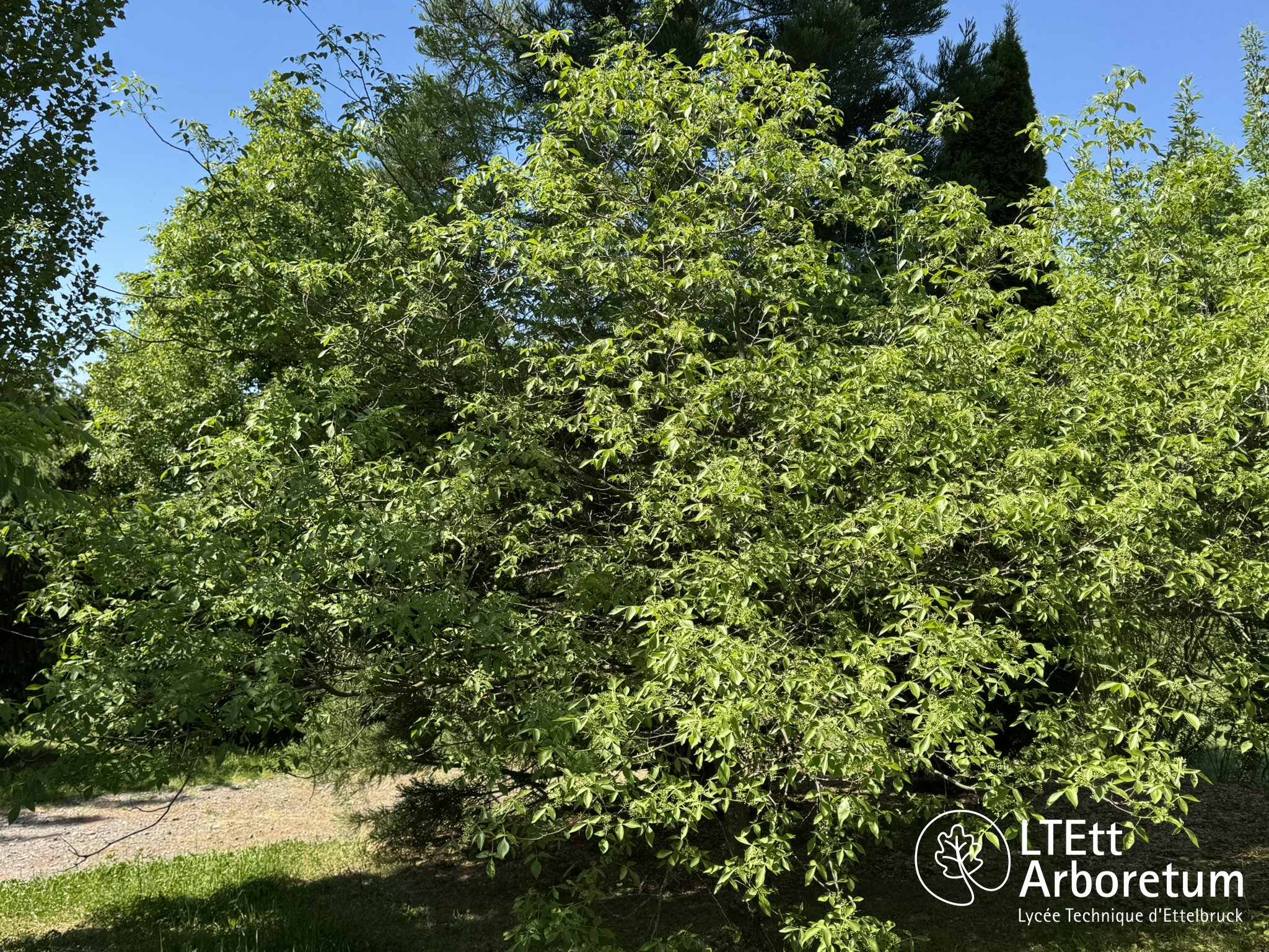 Ptelea trifoliata 250525 (2)_watermarked